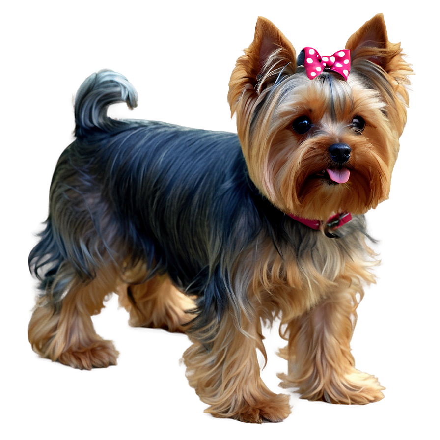 Yorkie In Park Png 31 PNG