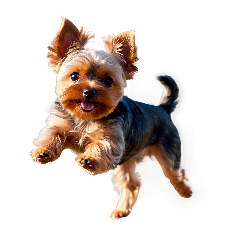 Yorkie Jumping Png 59 PNG