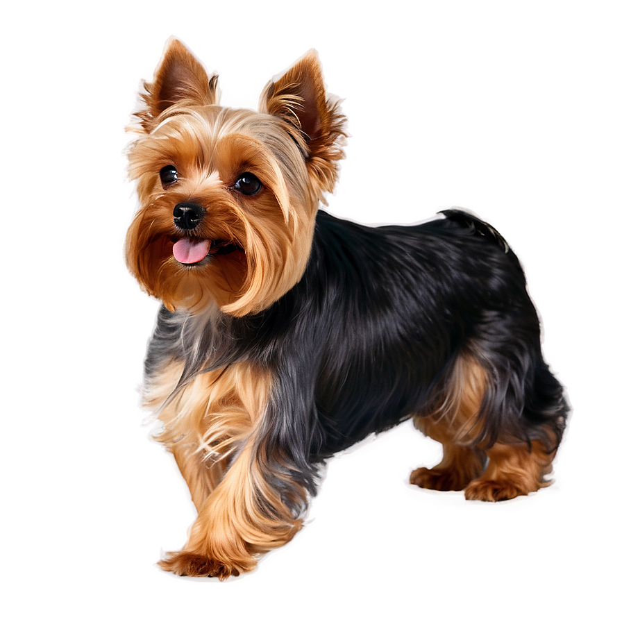 Yorkie Jumping Png Lln48 PNG