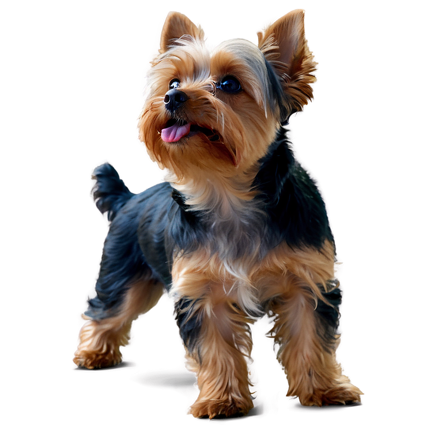 Yorkie Looking Up Png 80 PNG