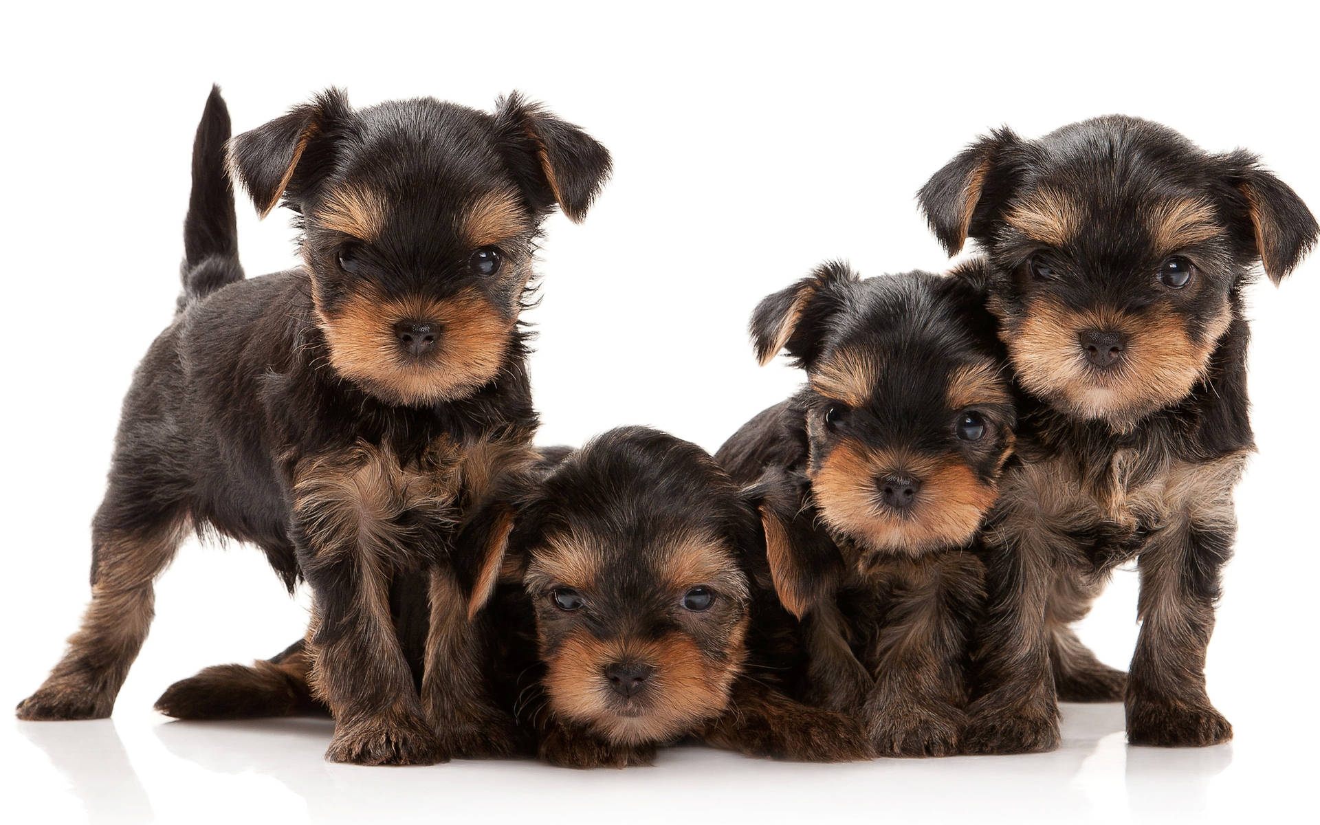 Adorable Family Portrait of Purebred Yorkie Puppies Wallpaper