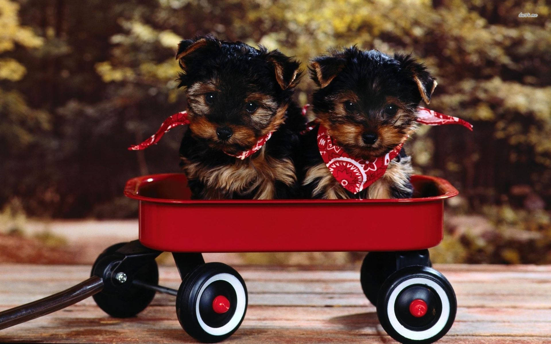 Yorkie Puppies On Red Trolley Wallpaper