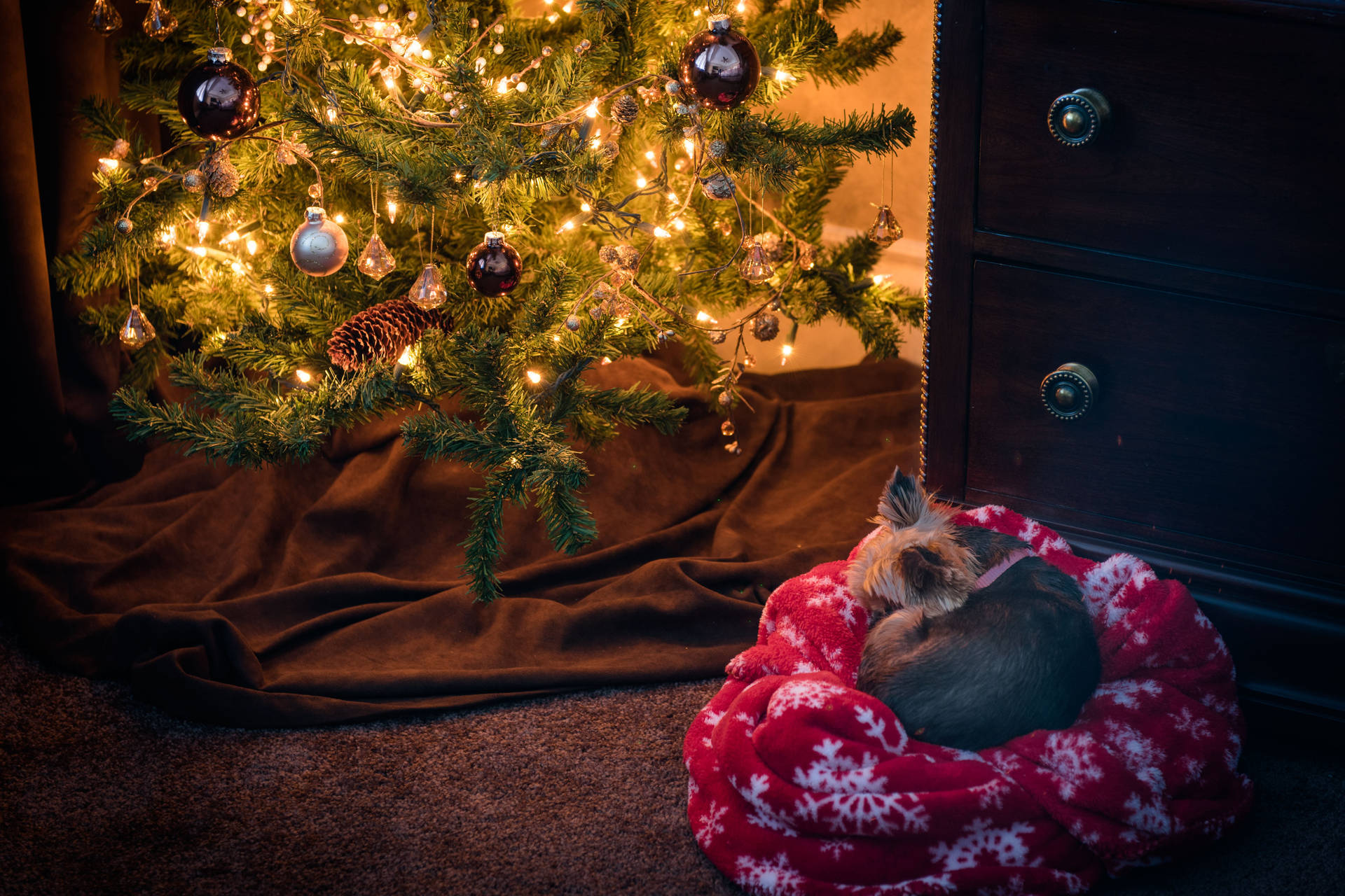 Yorkie Puppy Beside A Christmas Tree Wallpaper