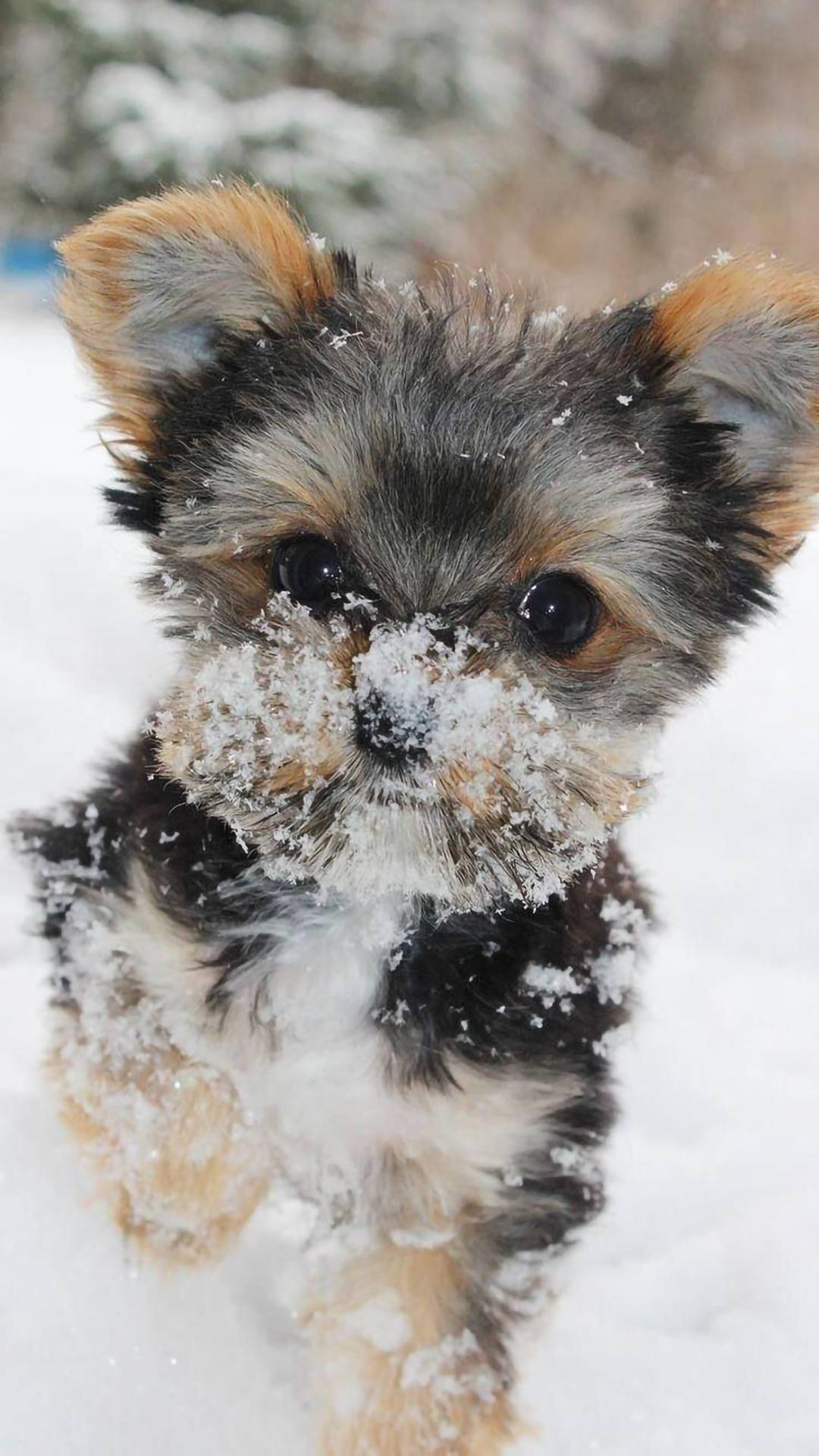 Yorkie Puppy Covered With Snow Wallpaper