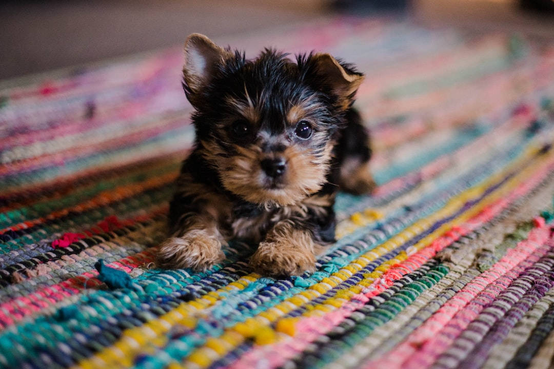 Yorkie Puppy Dog On Floor Rug Wallpaper