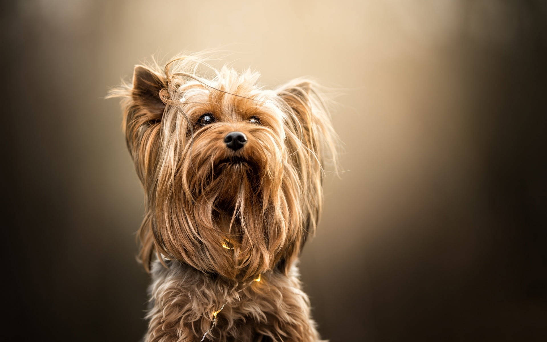 Yorkie Puppy Looking Up Wallpaper