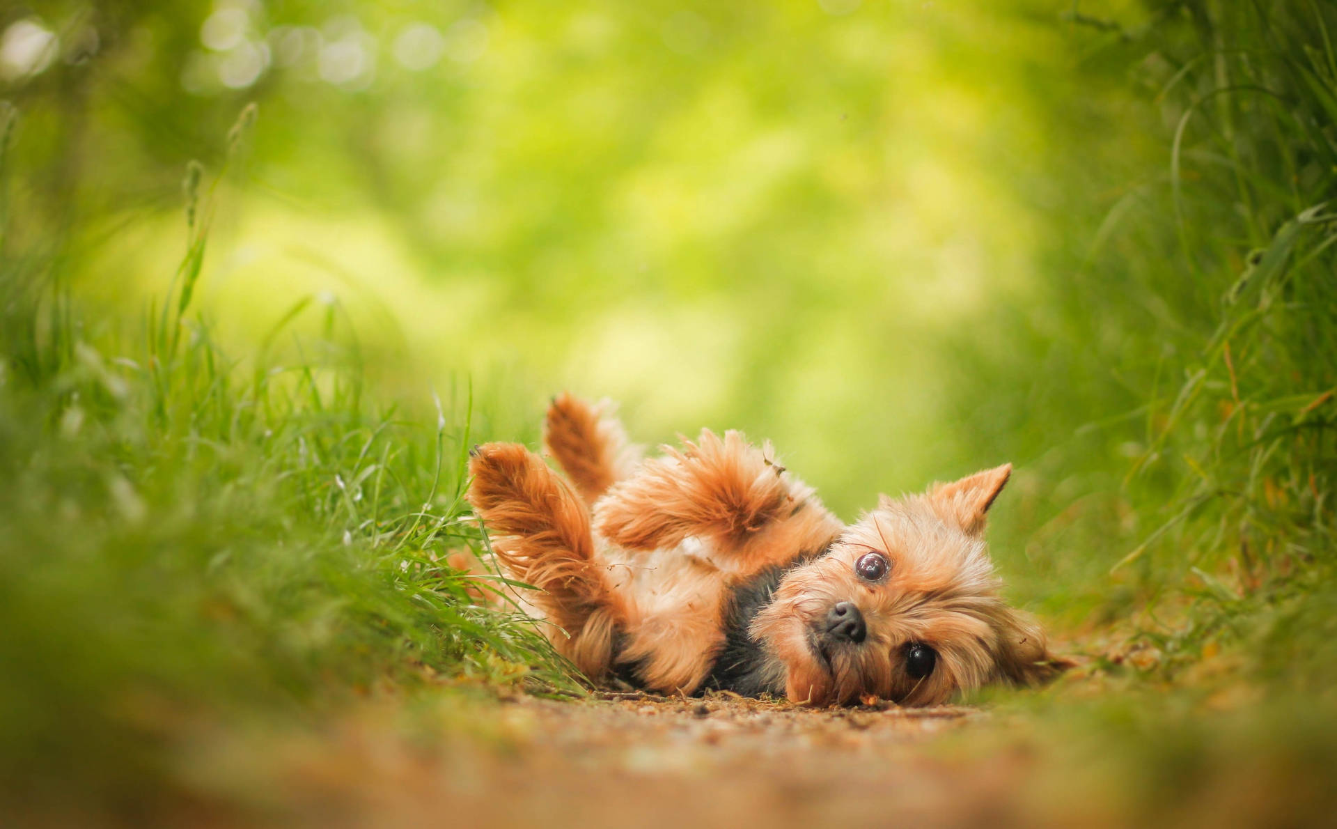 Yorkie Puppy On His Back Wallpaper