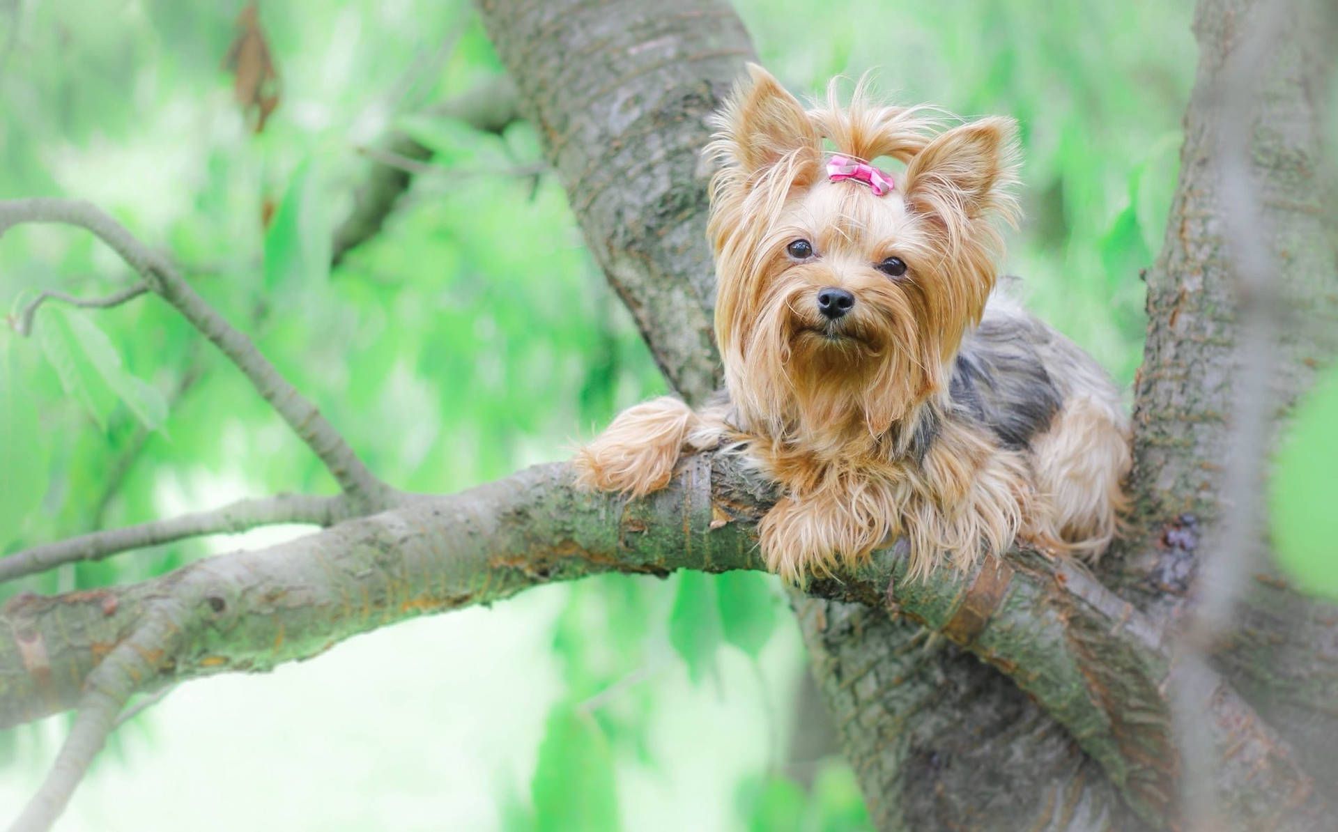 Yorkie Puppy On Tree Branch Wallpaper