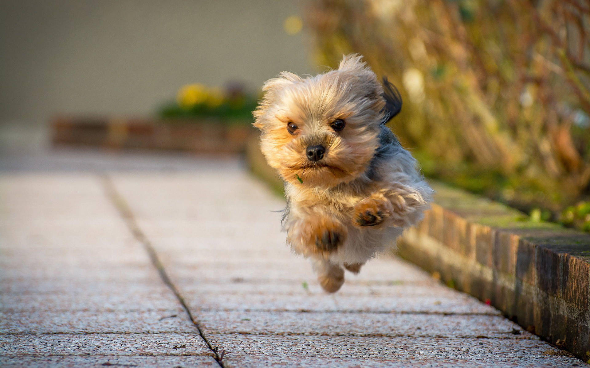Yorkie Puppy Running Mid-air Wallpaper