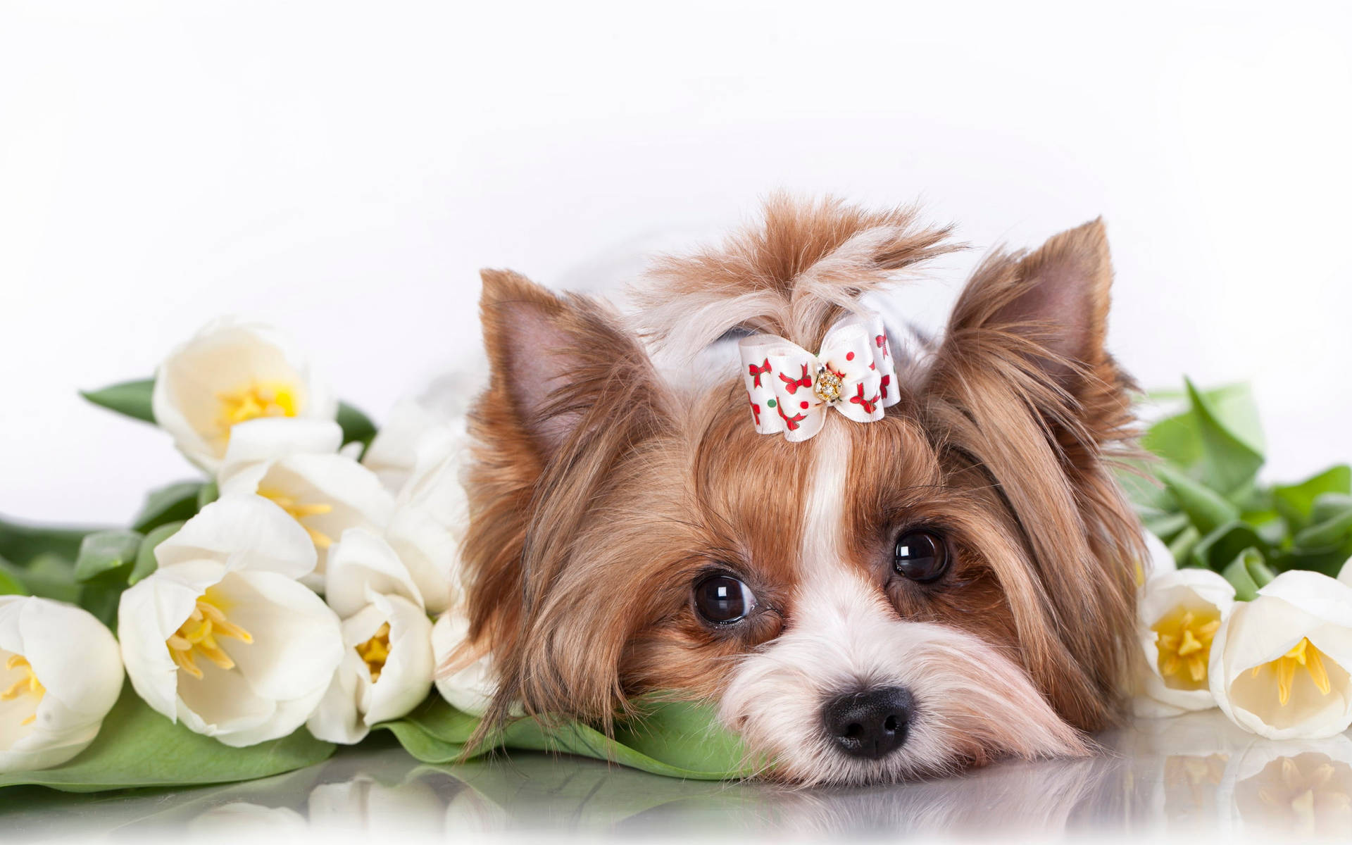 Yorkie Puppy Surrounded By Tulips Wallpaper