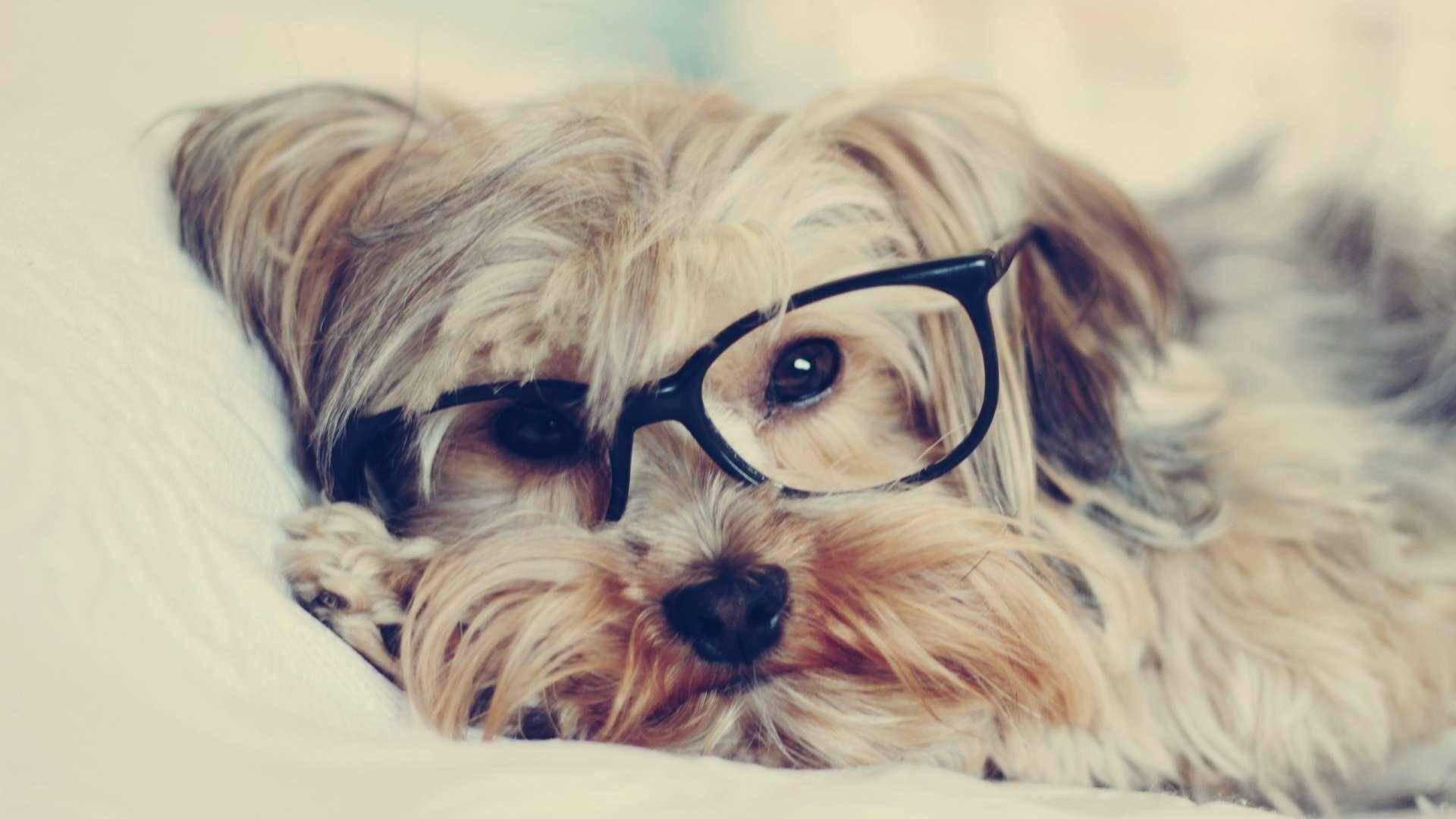 Yorkie Puppy Wearing Eyeglasses Wallpaper