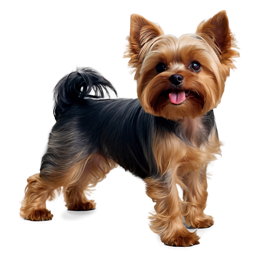 Yorkie Wagging Tail Png Uyc PNG