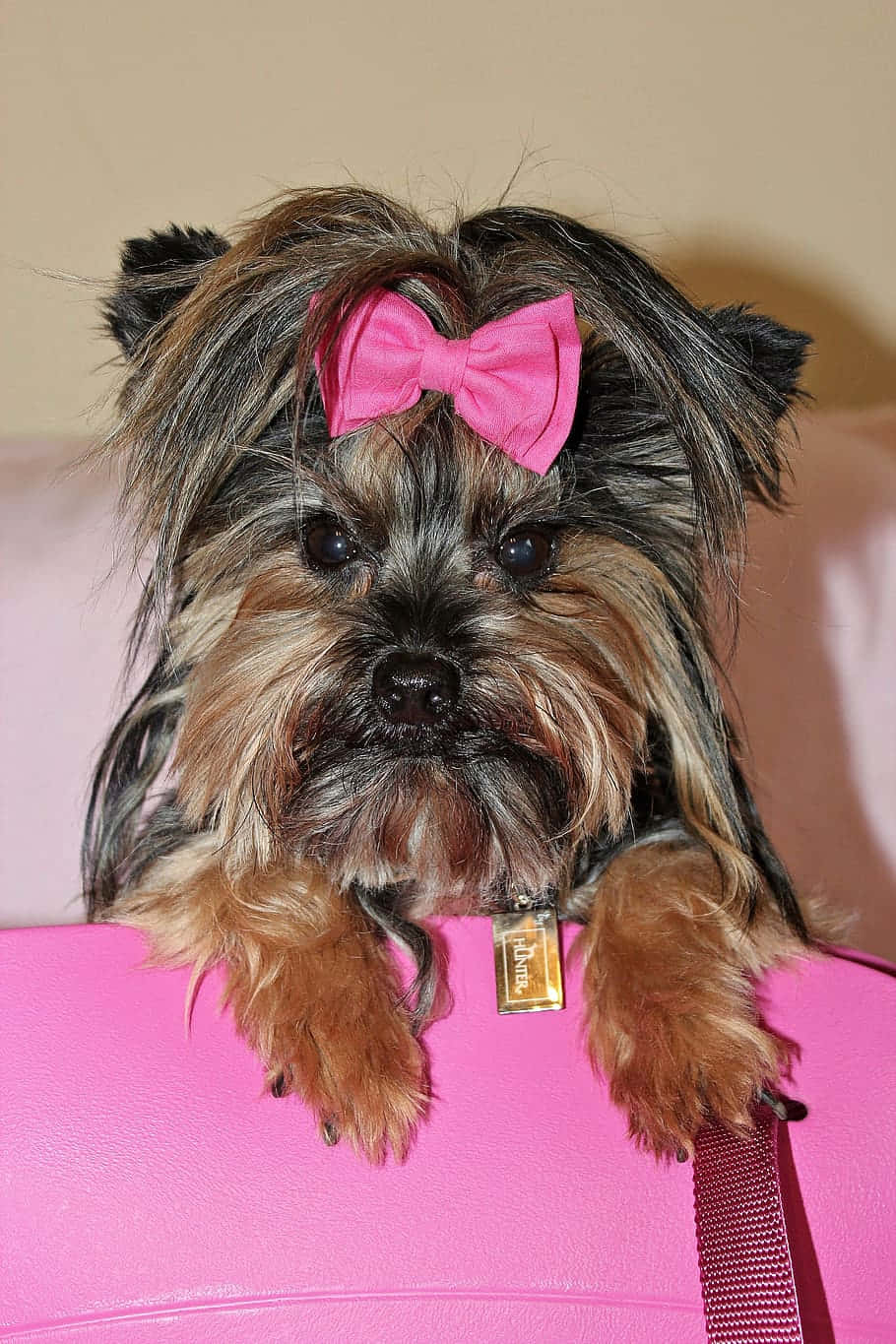 Yorkiewith Pink Bow Wallpaper