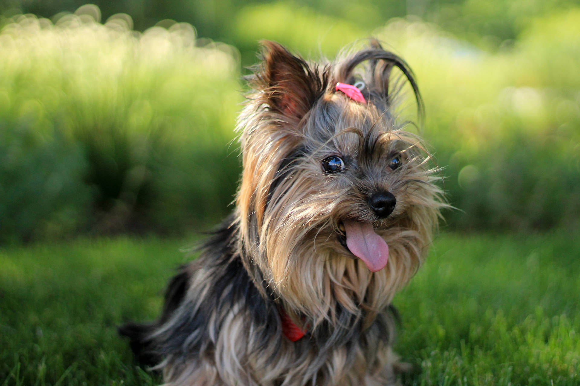 Yorkshire Terrier Big Smile Photography Wallpaper