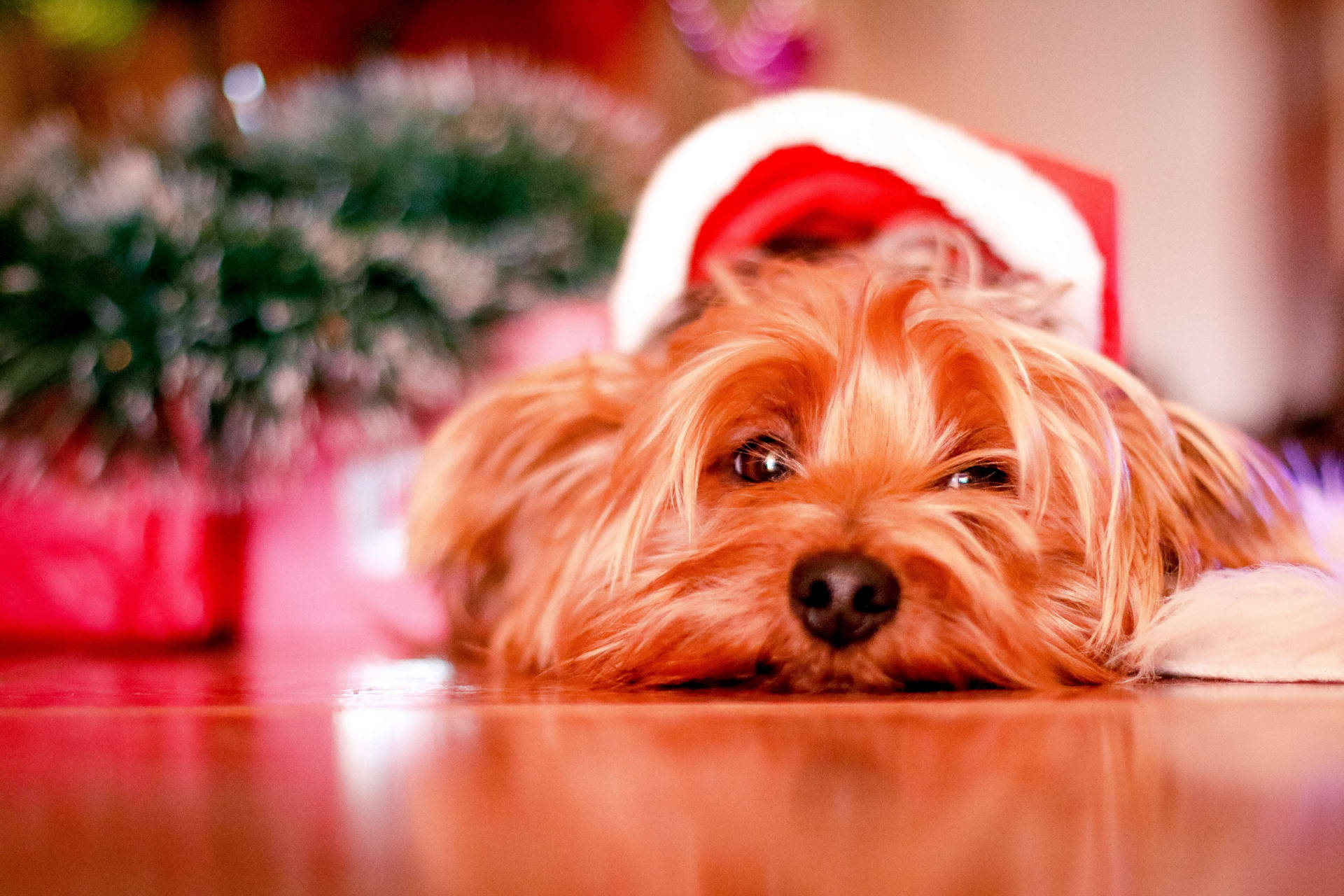 Fotografia Di Natale Di Yorkshire Terrier Sfondo
