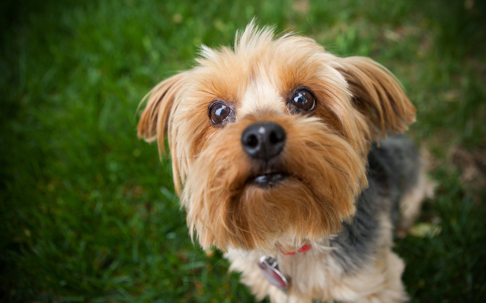 Yorkshire Terrier Close-Up Wallpaper