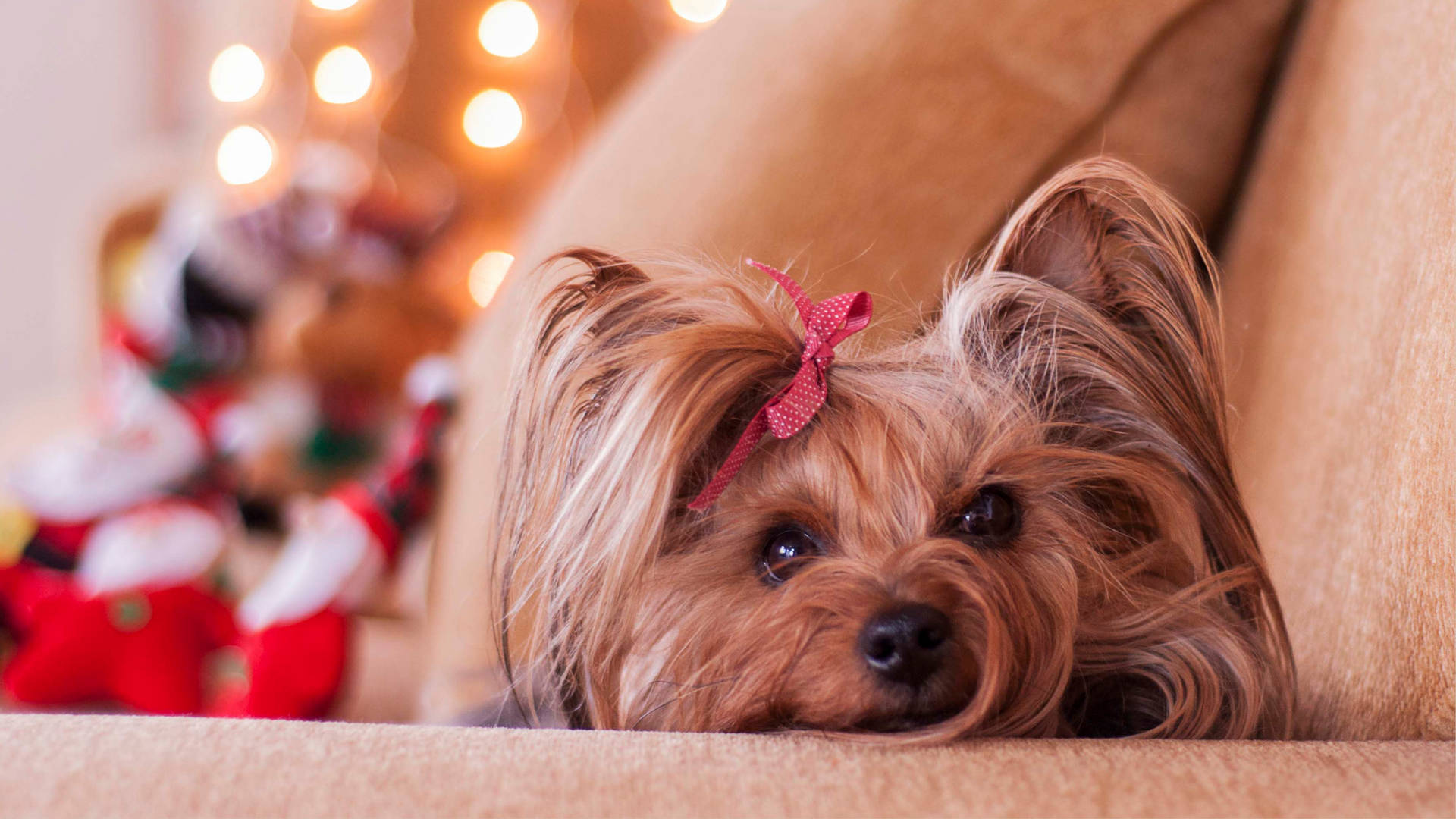 Fotografíalinda De Yorkshire Terrier En Navidad Fondo de pantalla