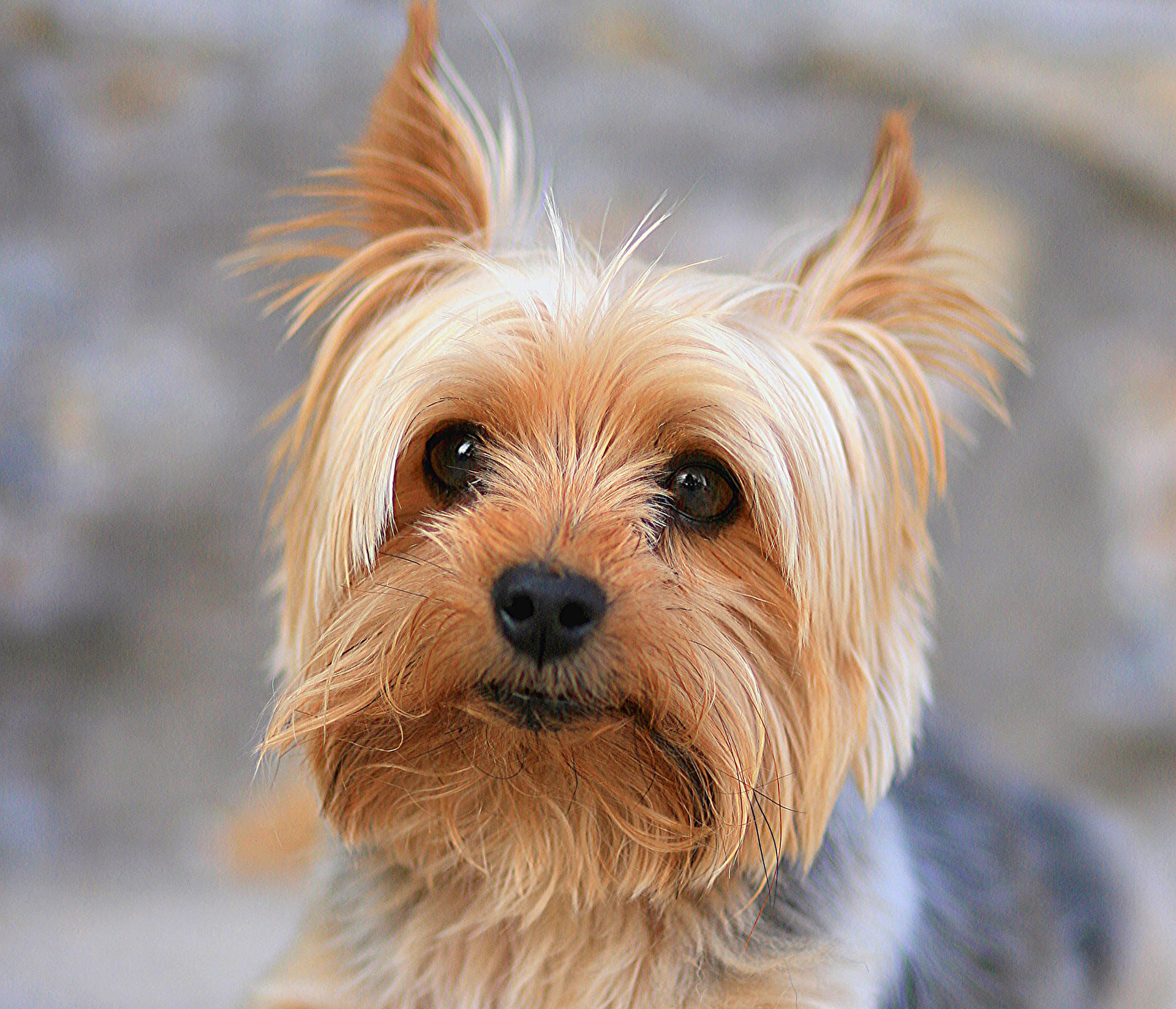 Yorkshire Terrier Cute Photography Wallpaper