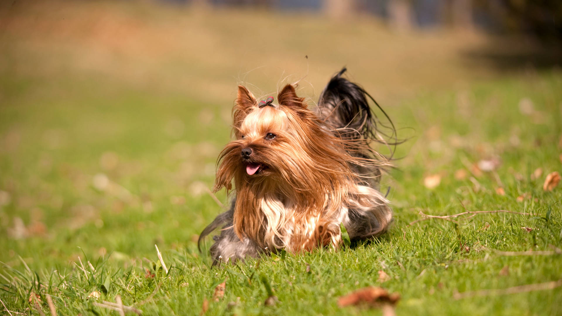 Yorkshire Terrier Field Photography Wallpaper