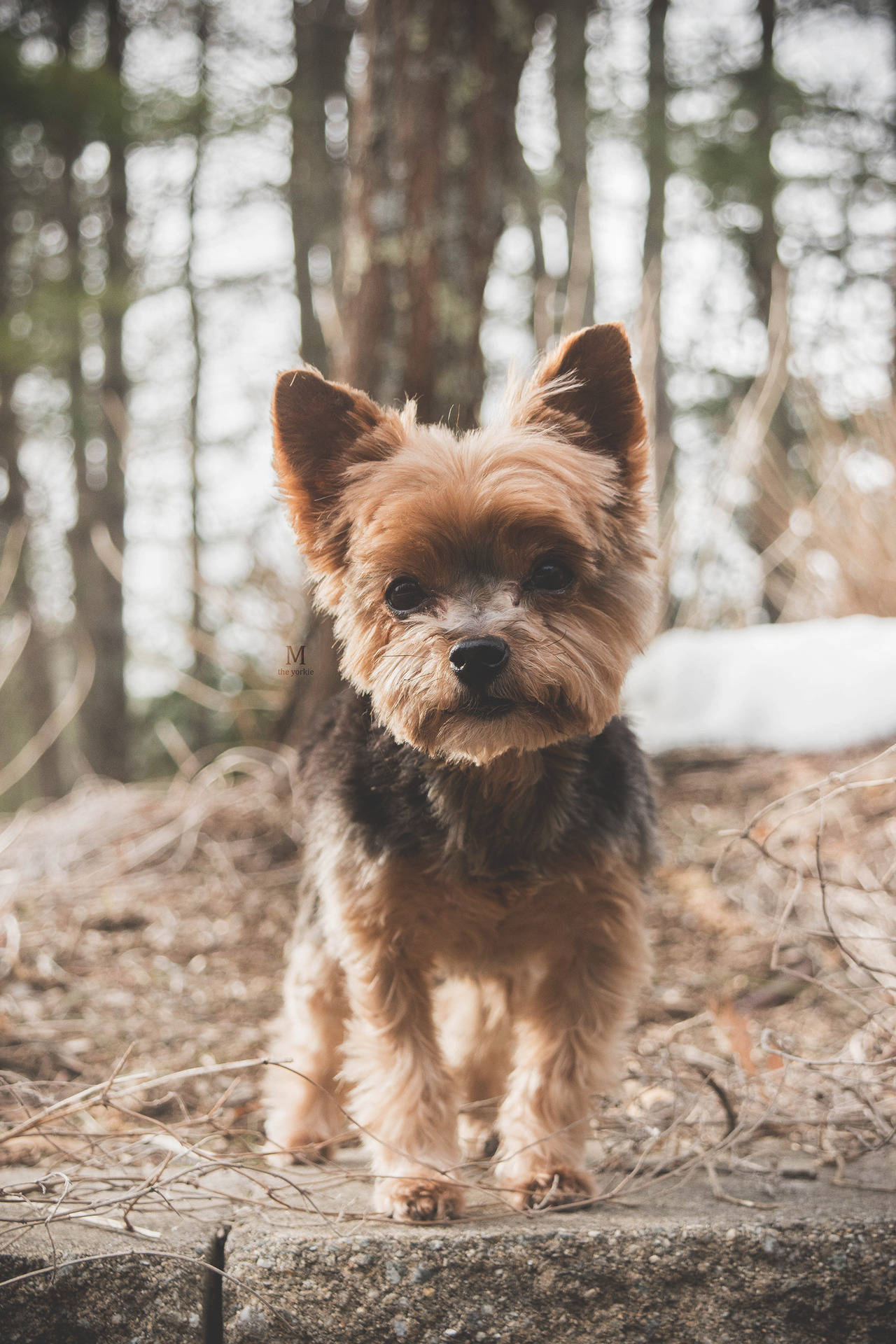 Yorkshire Terrier Forest Photography Wallpaper