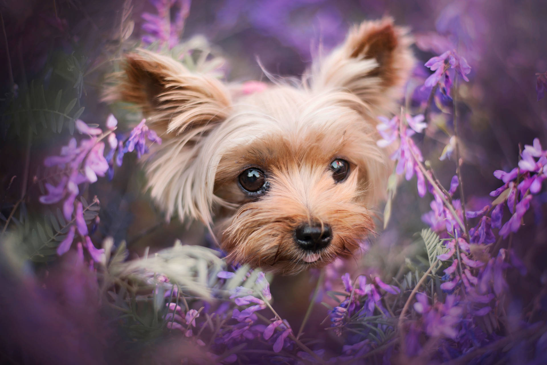 Yorkshire Terrier In Flower Wreath Wallpaper