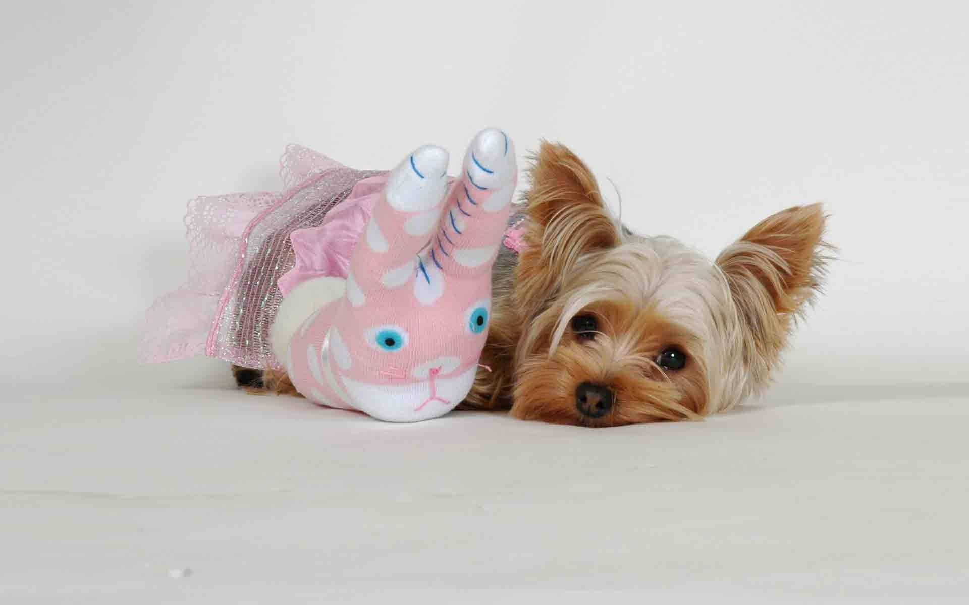 Yorkshire Terrier I Pink Kostume Skrivebordsbaggrund Wallpaper