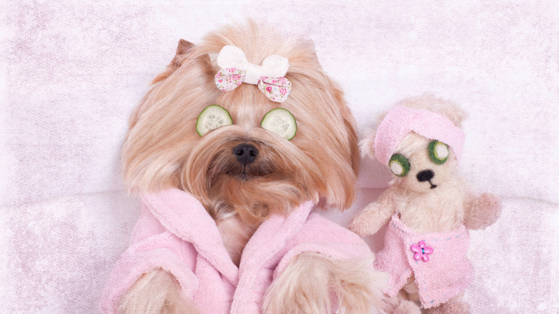 Yorkshire Terrier I Pink Robe Wallpaper