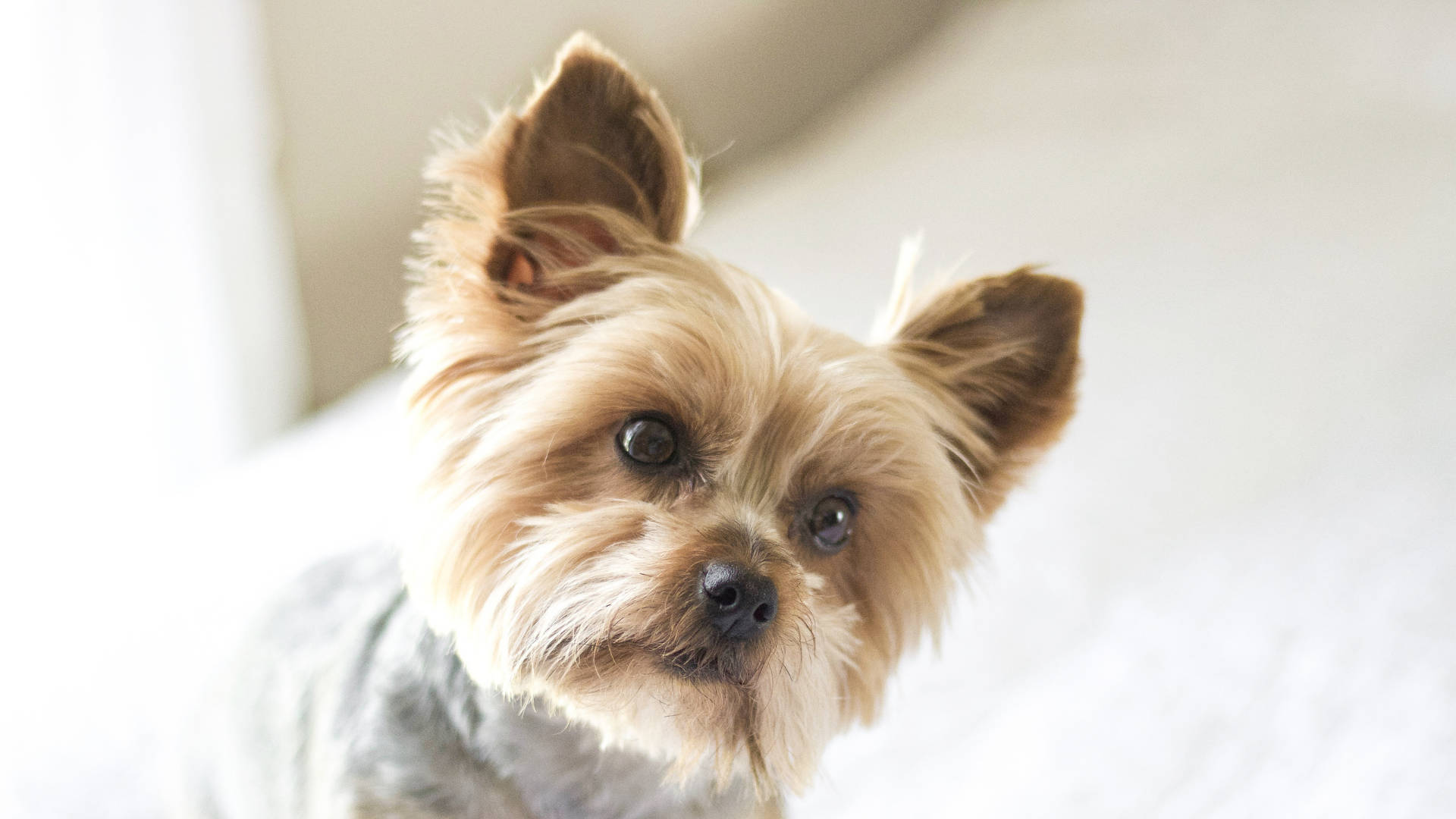 Yorkshire Terrier Minimalistic Photography Wallpaper