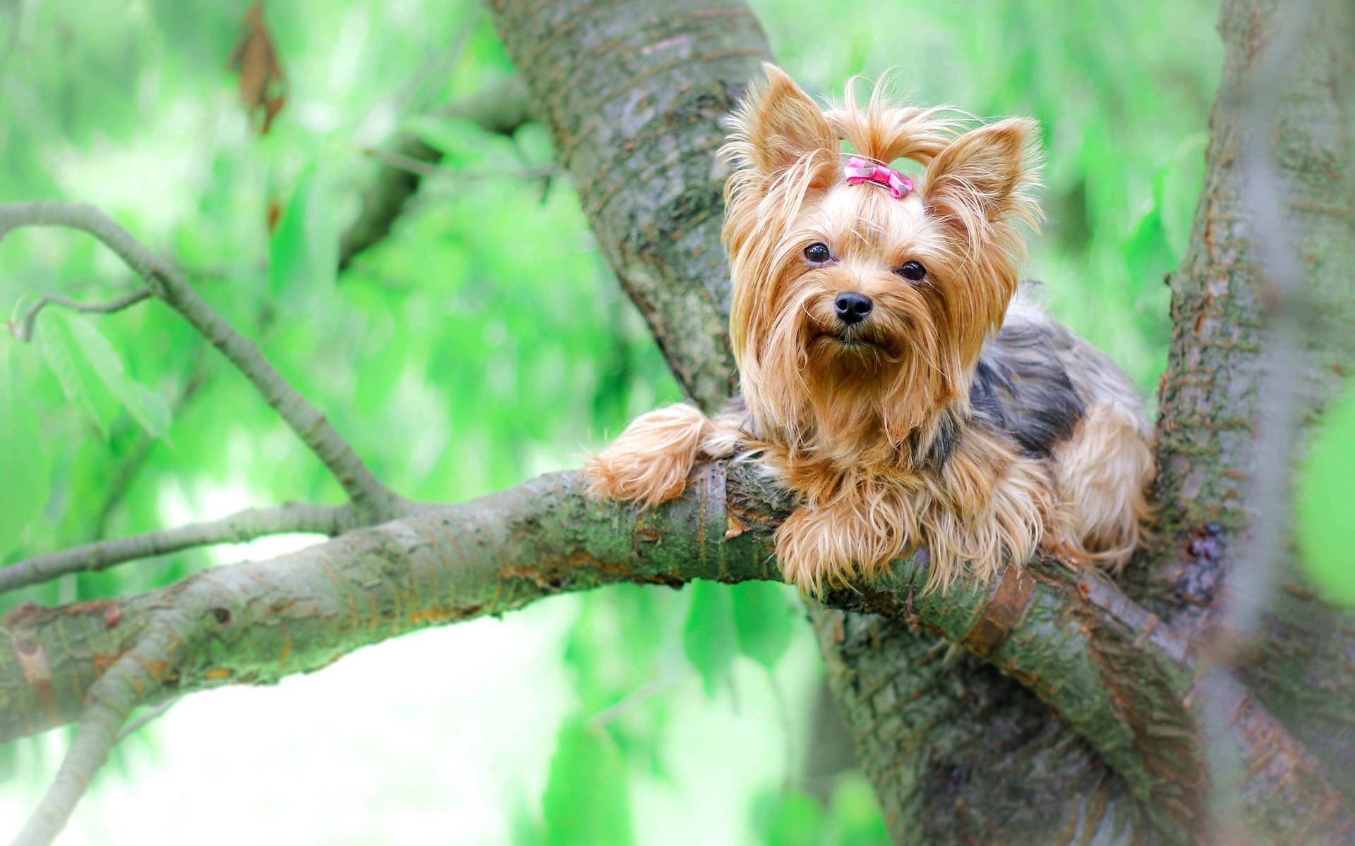 Yorkshire Terrier On A Tree Wallpaper