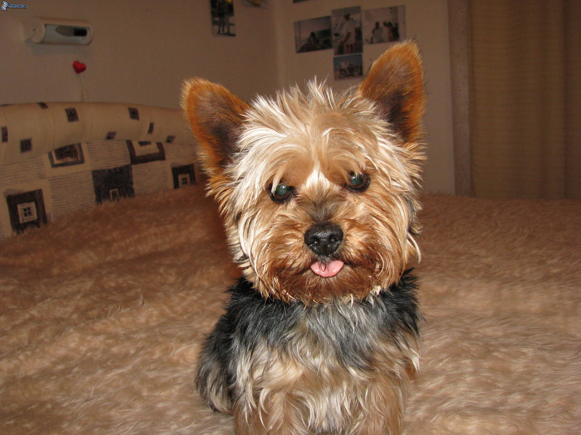 Yorkshire Terrier On Bed Wallpaper