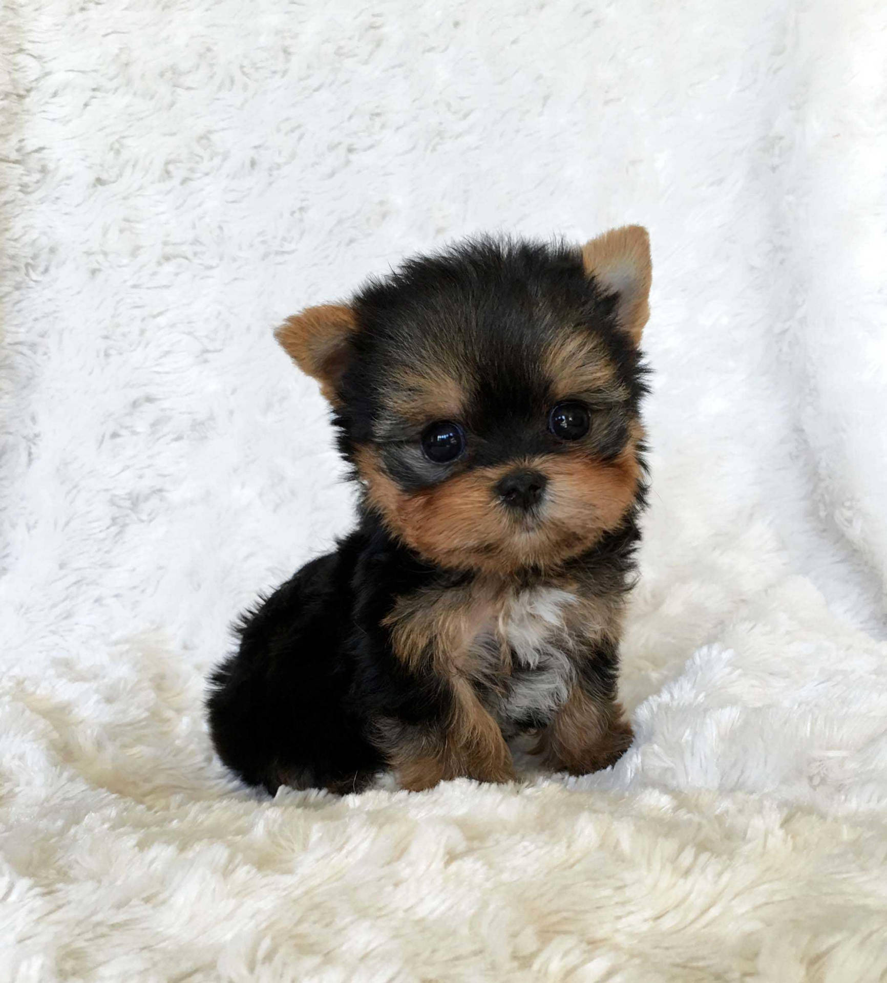 Yorkshire Terrier On Fur Photography Wallpaper