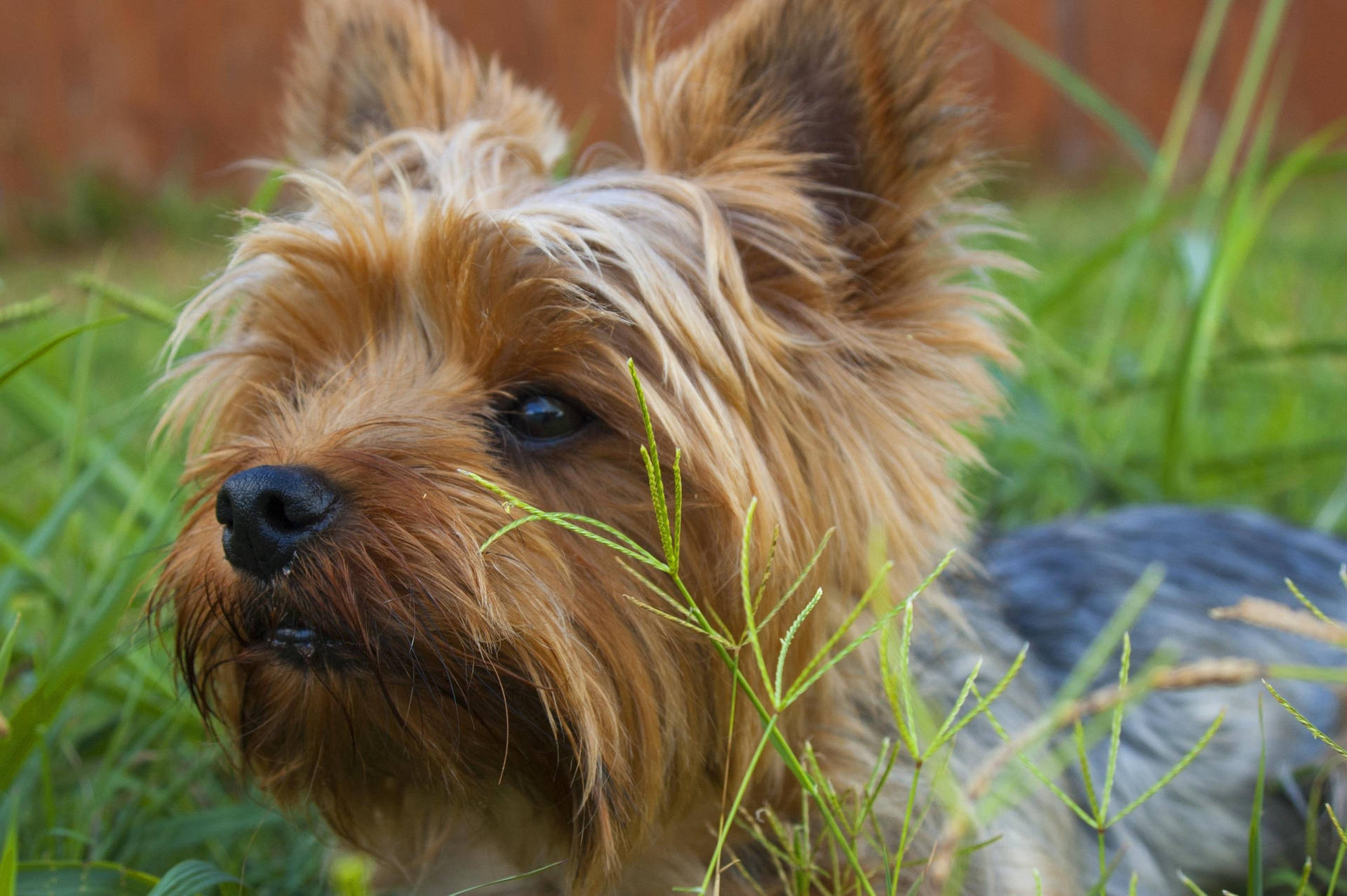 Yorkshire Terrier On Grassy Outdoors Wallpaper