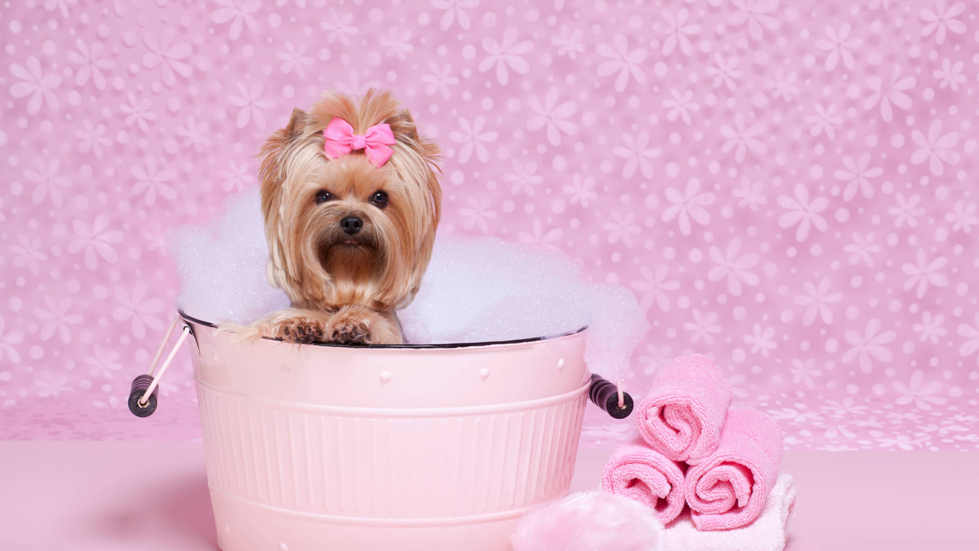 Yorkshire Terrier På Pink Tub Wallpaper