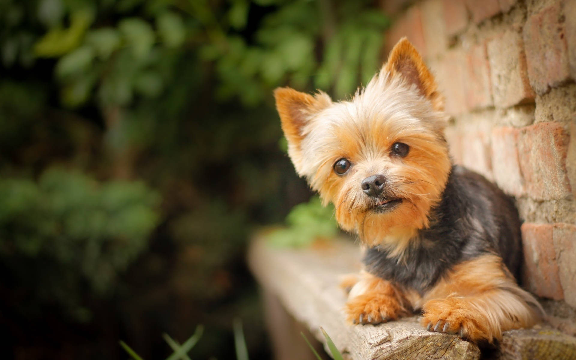 Yorkshire Terrier On Wood Bench Wallpaper