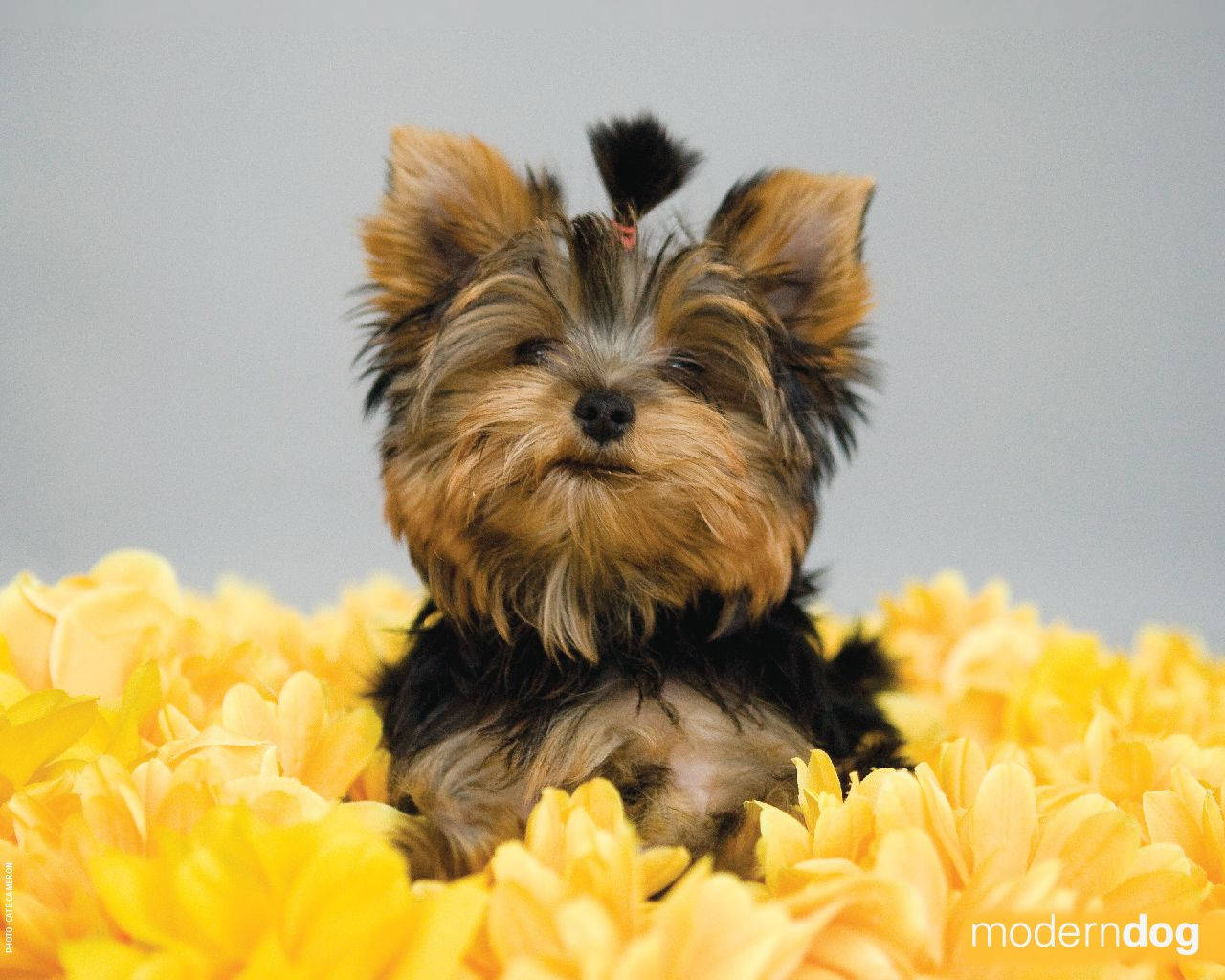 Precious Yorkshire Terrier On Yellow Flowers Wallpaper