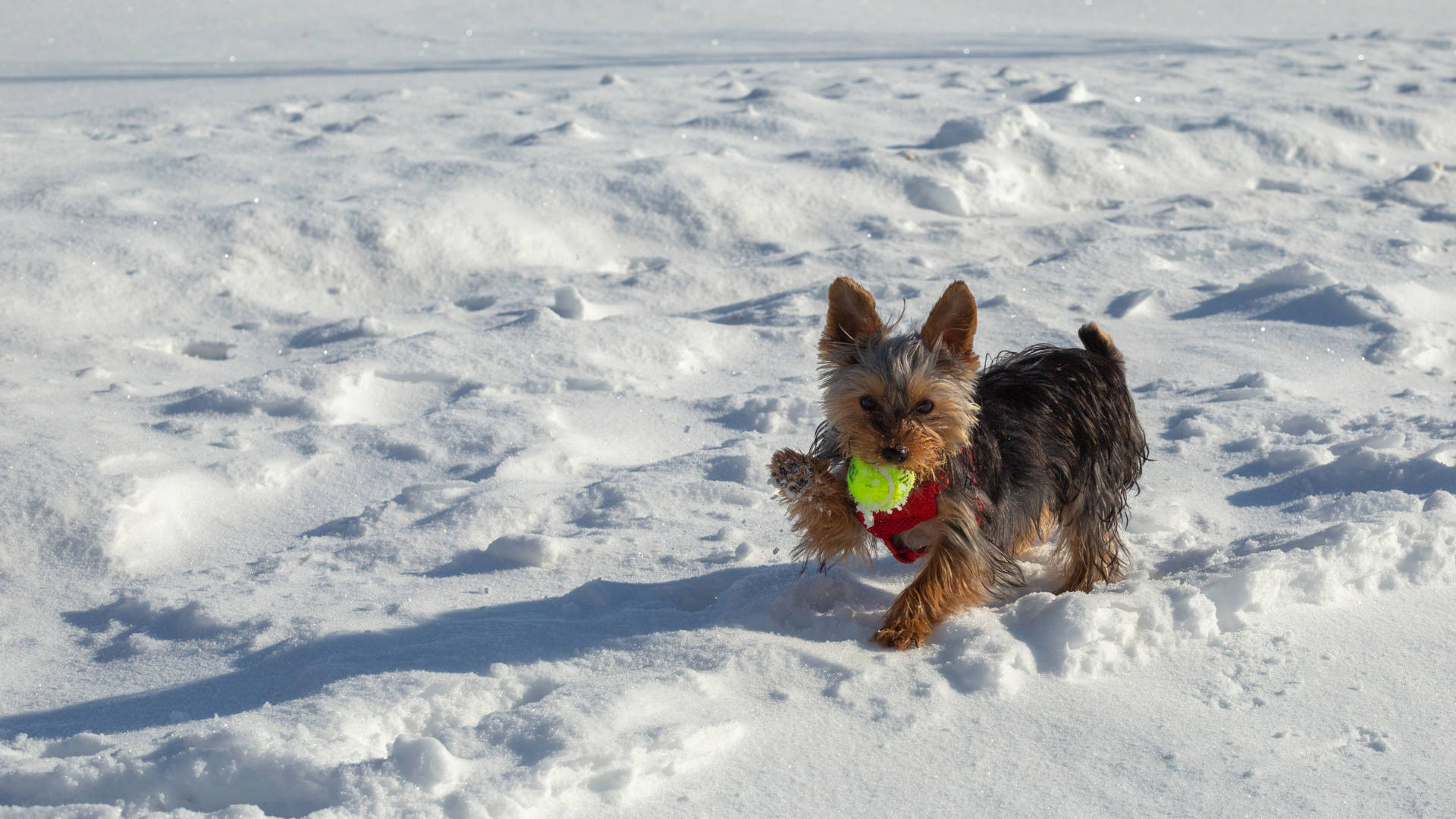 Yorkshire Terrier Playing In Snow Wallpaper