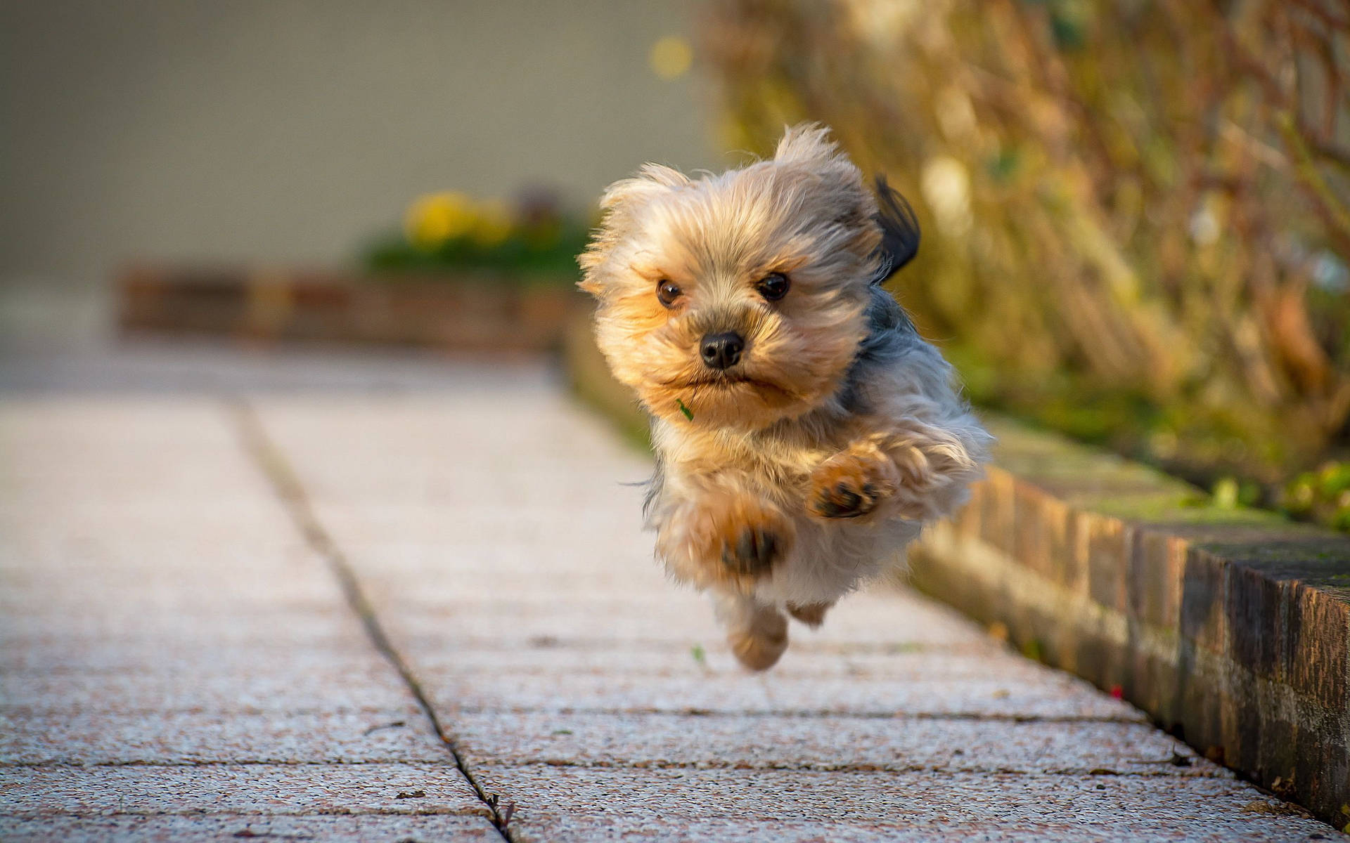 Yorkshire Terrier Puppy Happy Jump Wallpaper