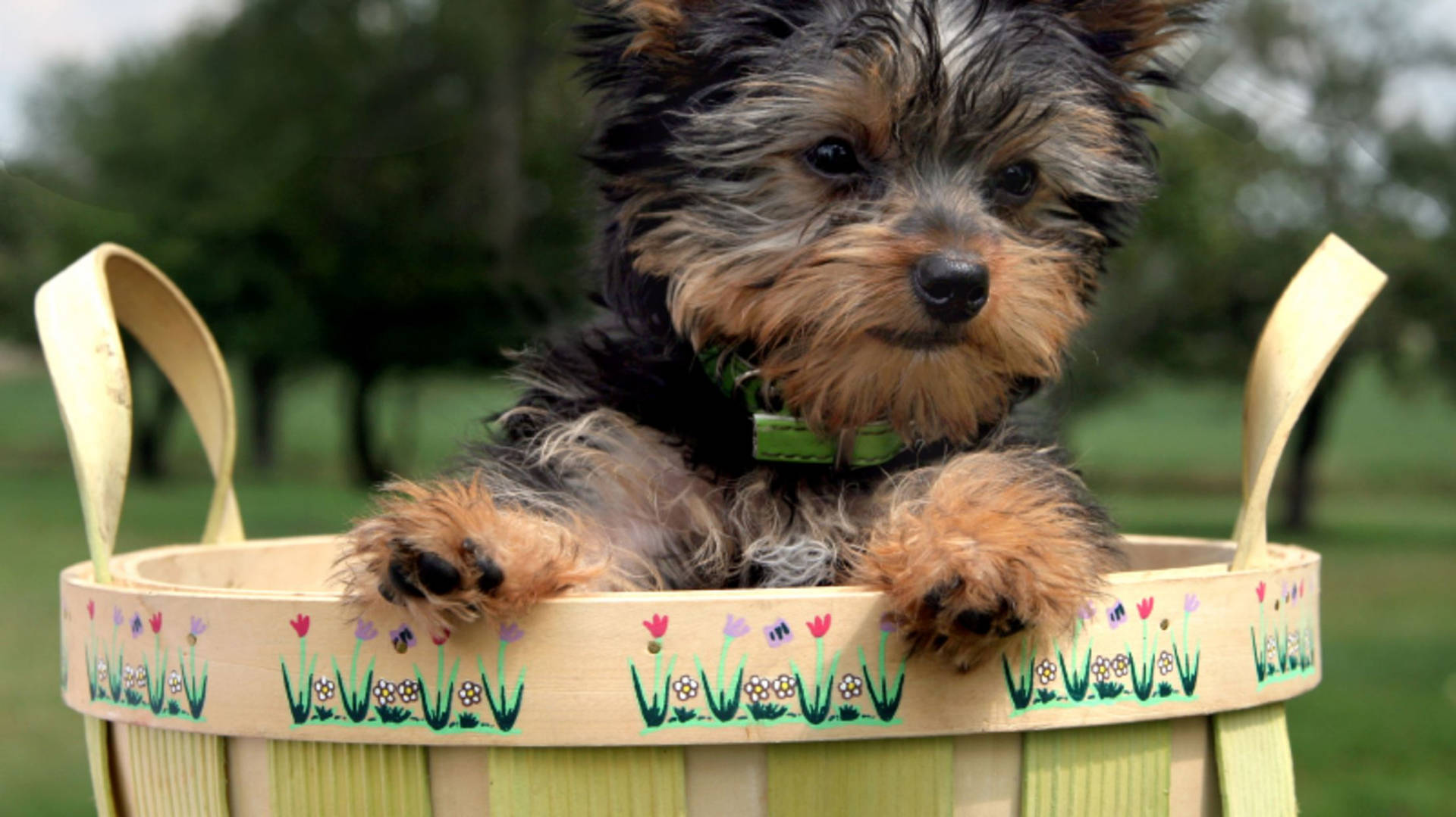 Yorkshire Terrier Puppy On A Basket Wallpaper