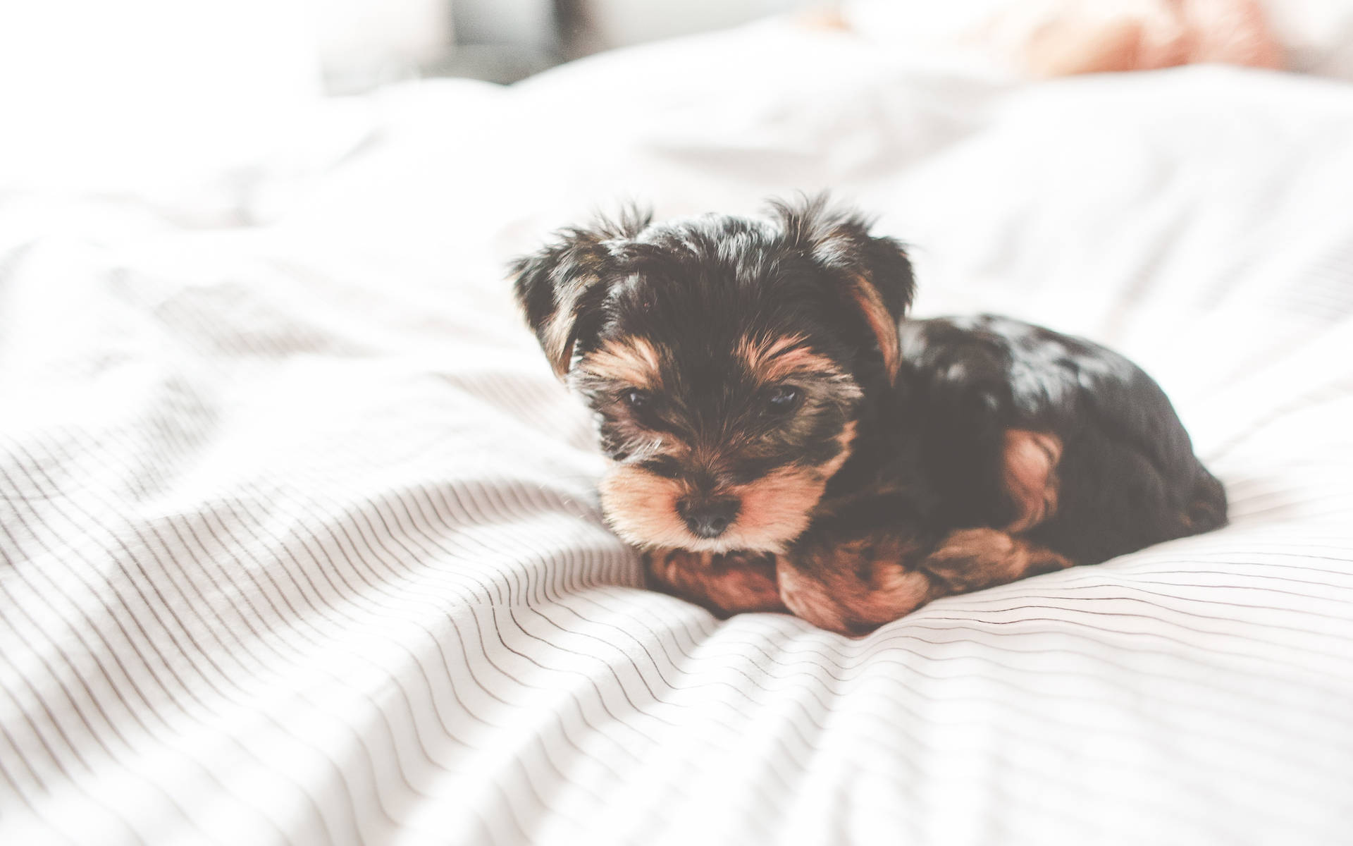 Yorkshire Terrier Puppy On Bed Wallpaper