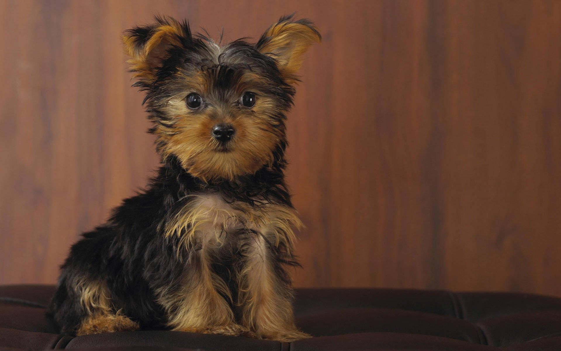 Adorable Yorkshire Terrier Puppy in High Definition Photography Wallpaper
