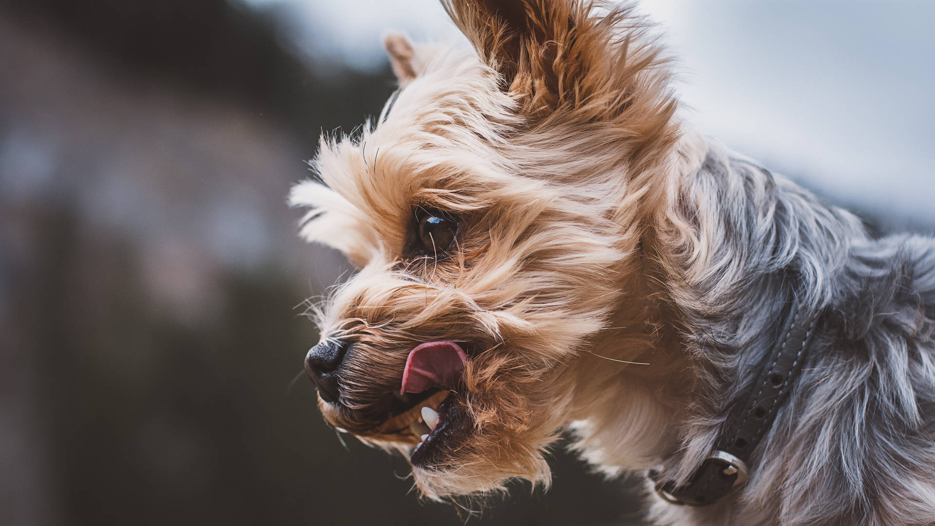 Yorkshire Terrier Side Profile Photography Wallpaper