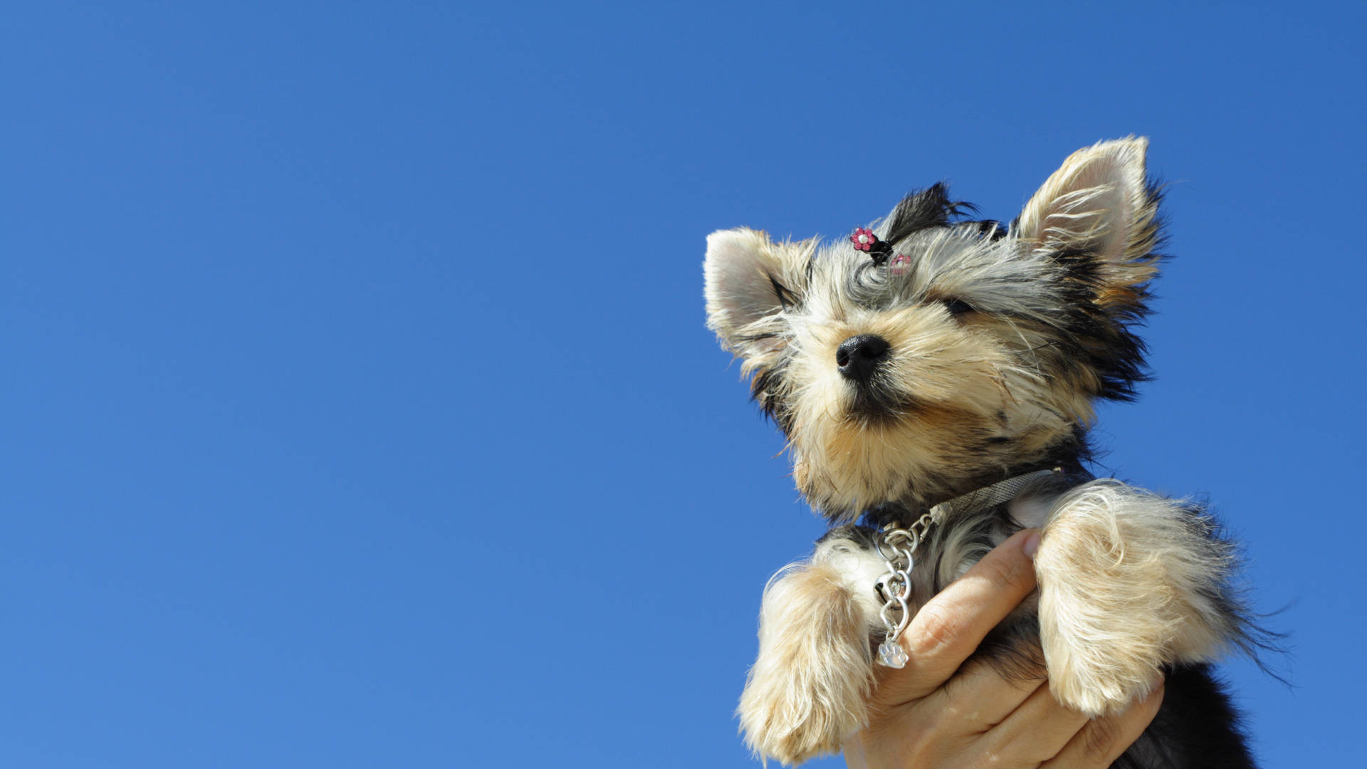 Yorkshire Terrier Sky Photography Wallpaper