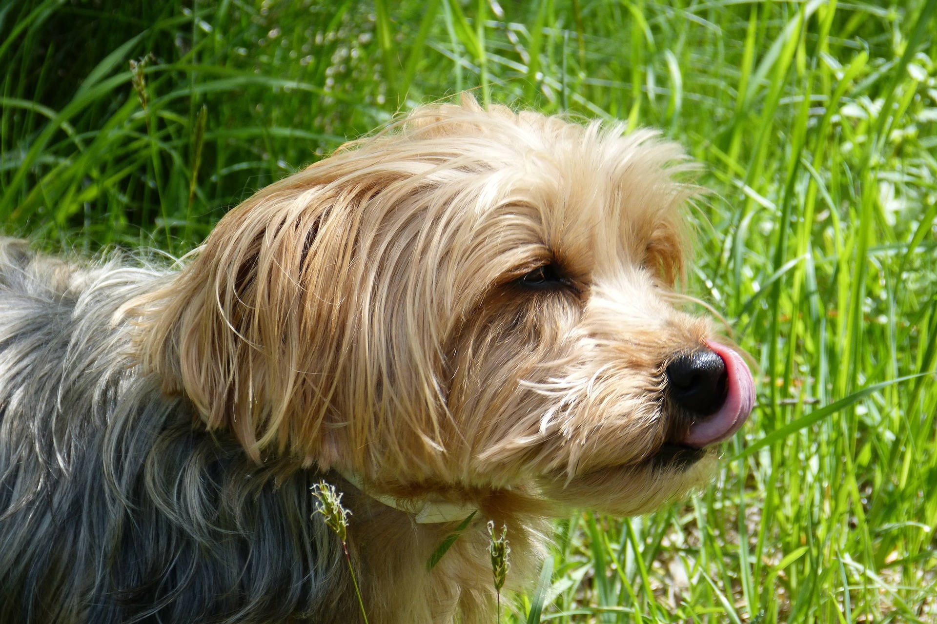 Yorkshire Terrier Tongue Out Photography Wallpaper