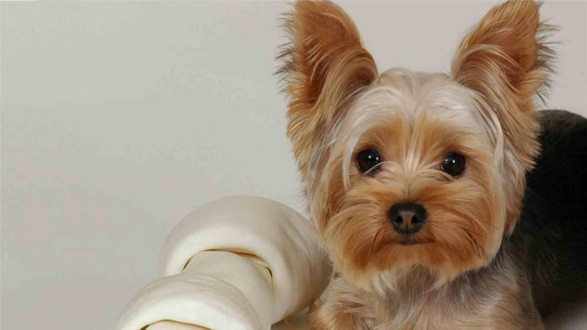 Yorkshire Terrier With Bone Photography Wallpaper