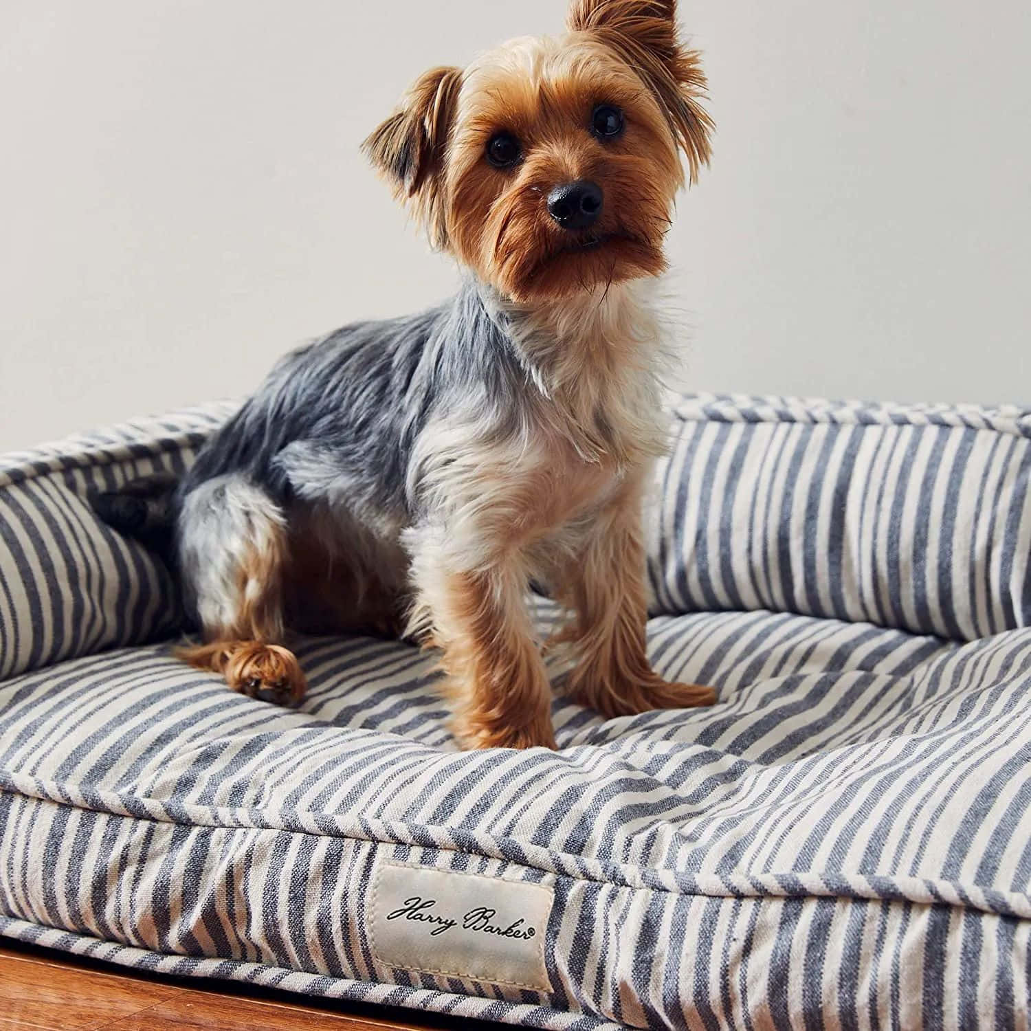 Yorkshire Terrieron Striped Dog Bed Wallpaper