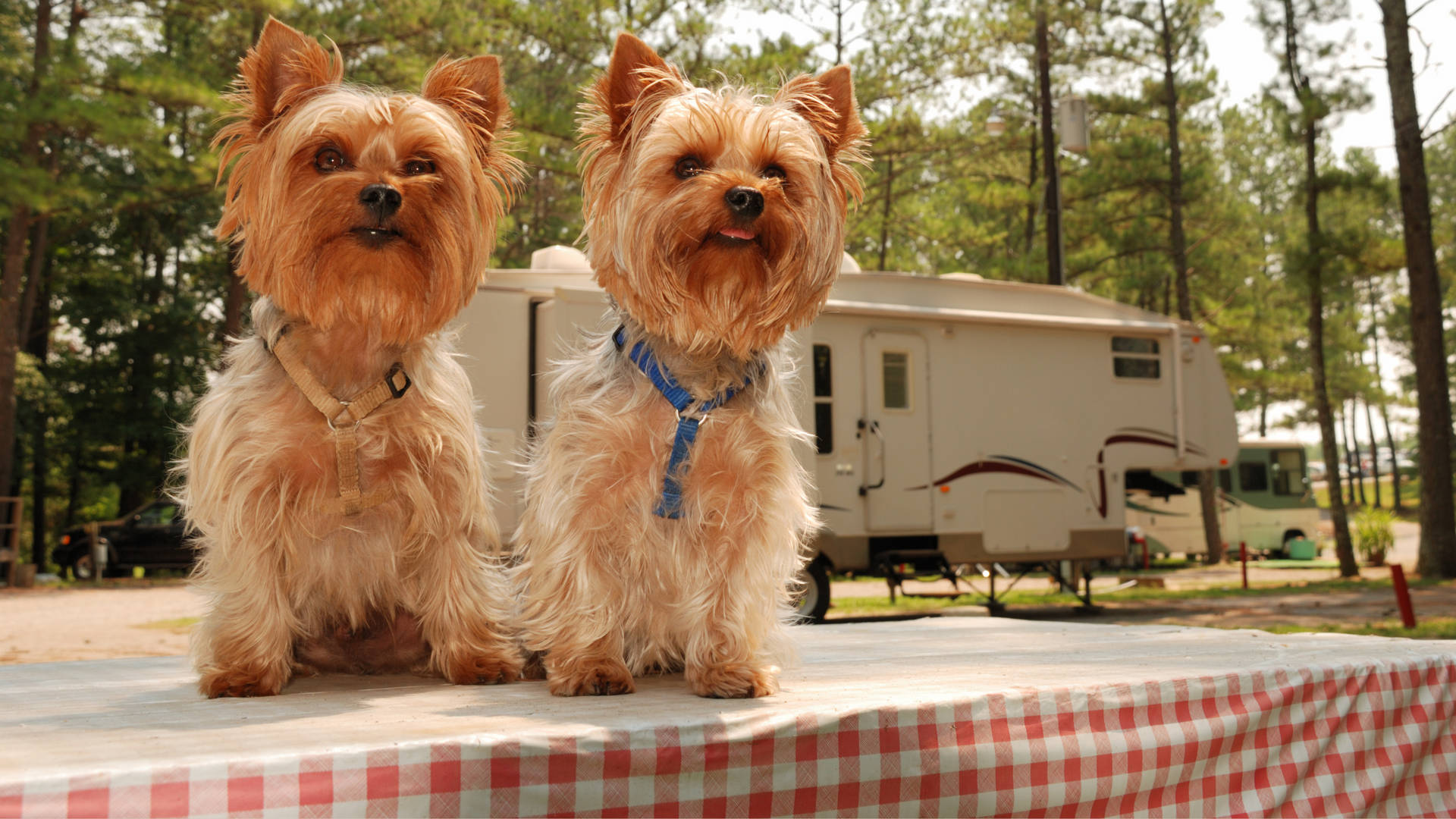 Yorkshire Terriers On Picnic Table Wallpaper
