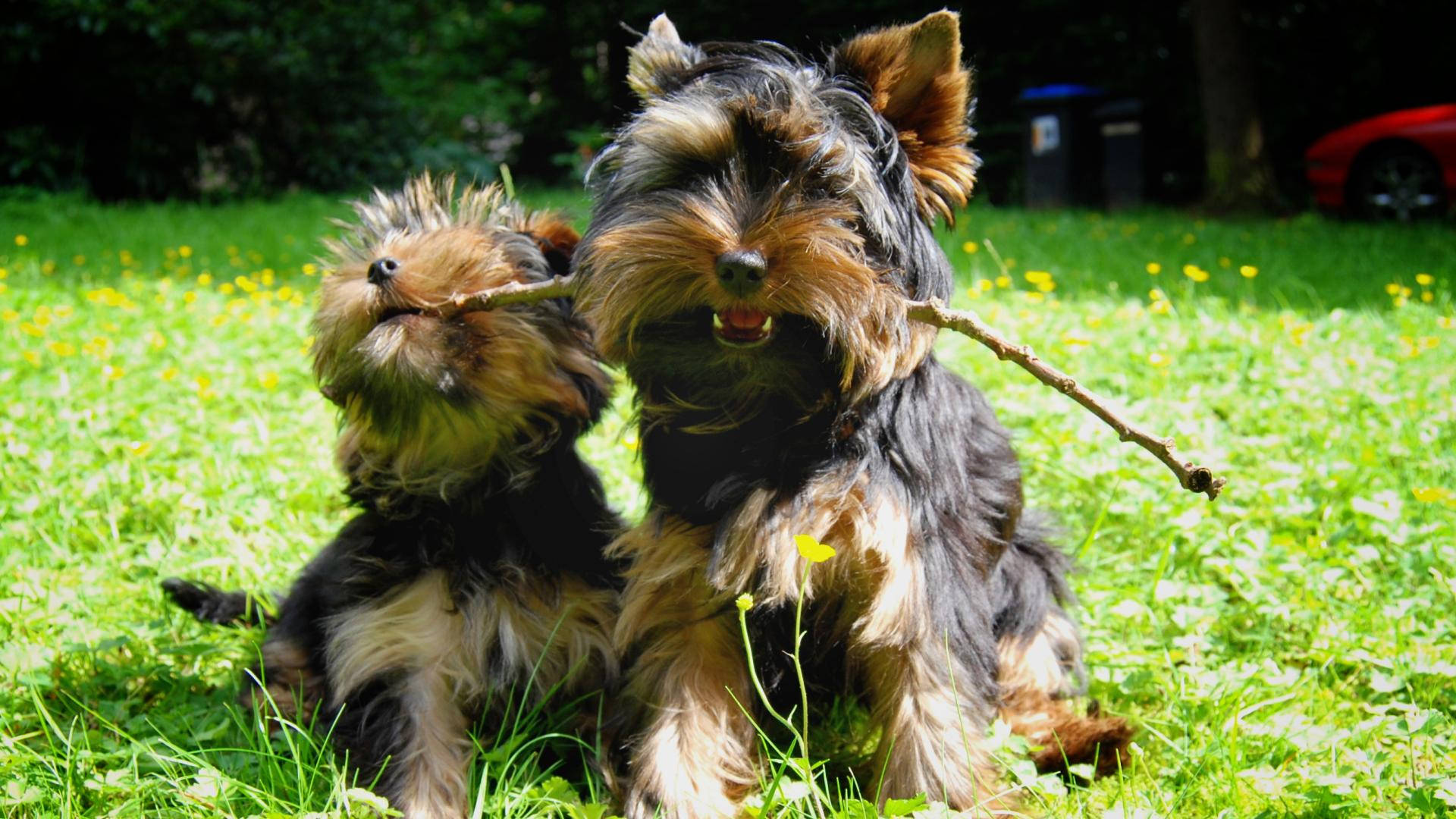 Yorkshire Terriers Playing Stick Wallpaper