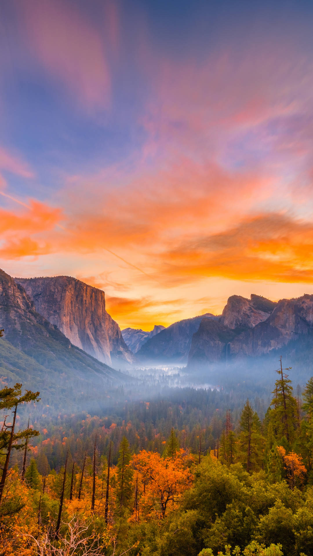 Bosquede Pinos En El Iphone De Yosemite. Fondo de pantalla