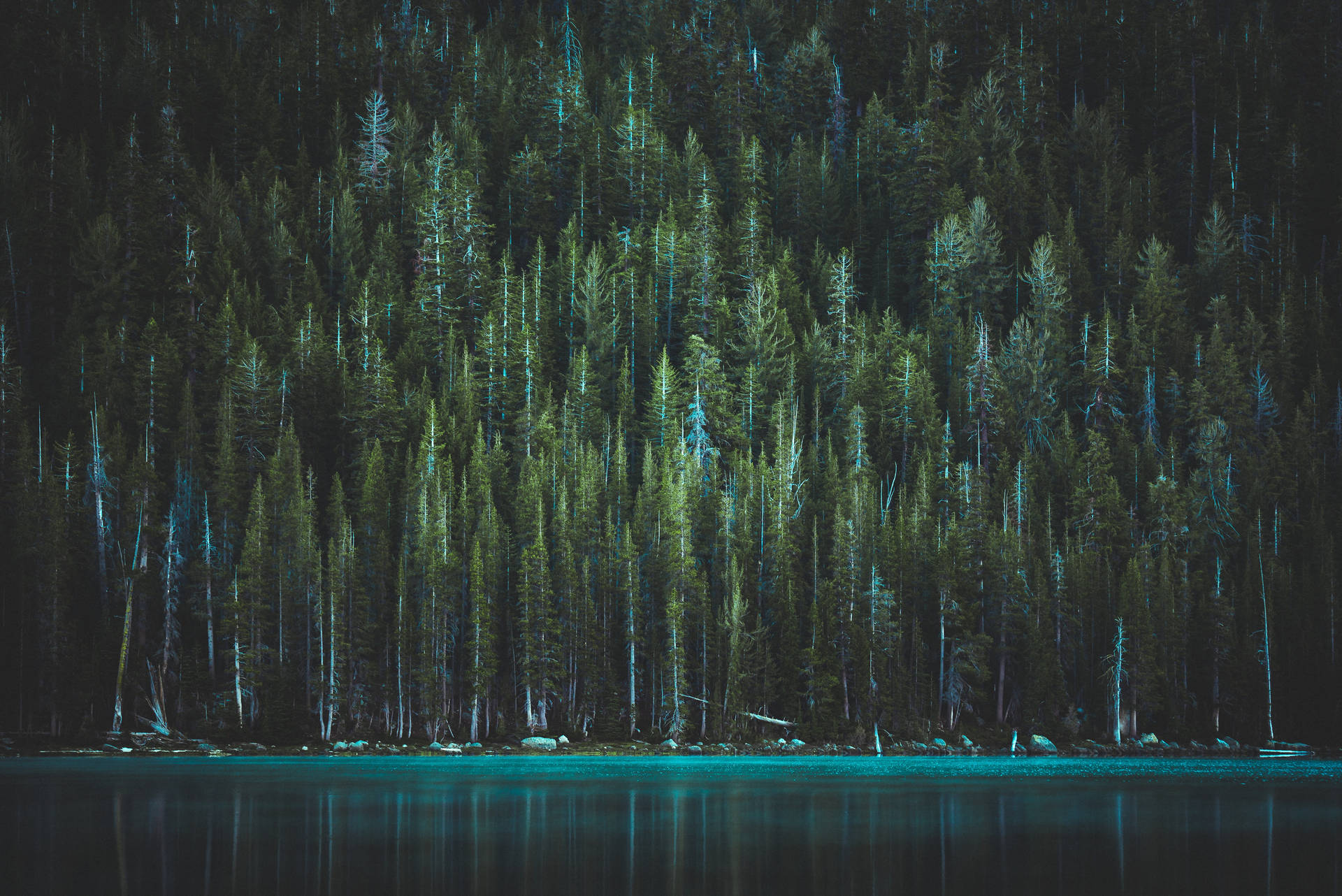 Yosemite Lake And Trees