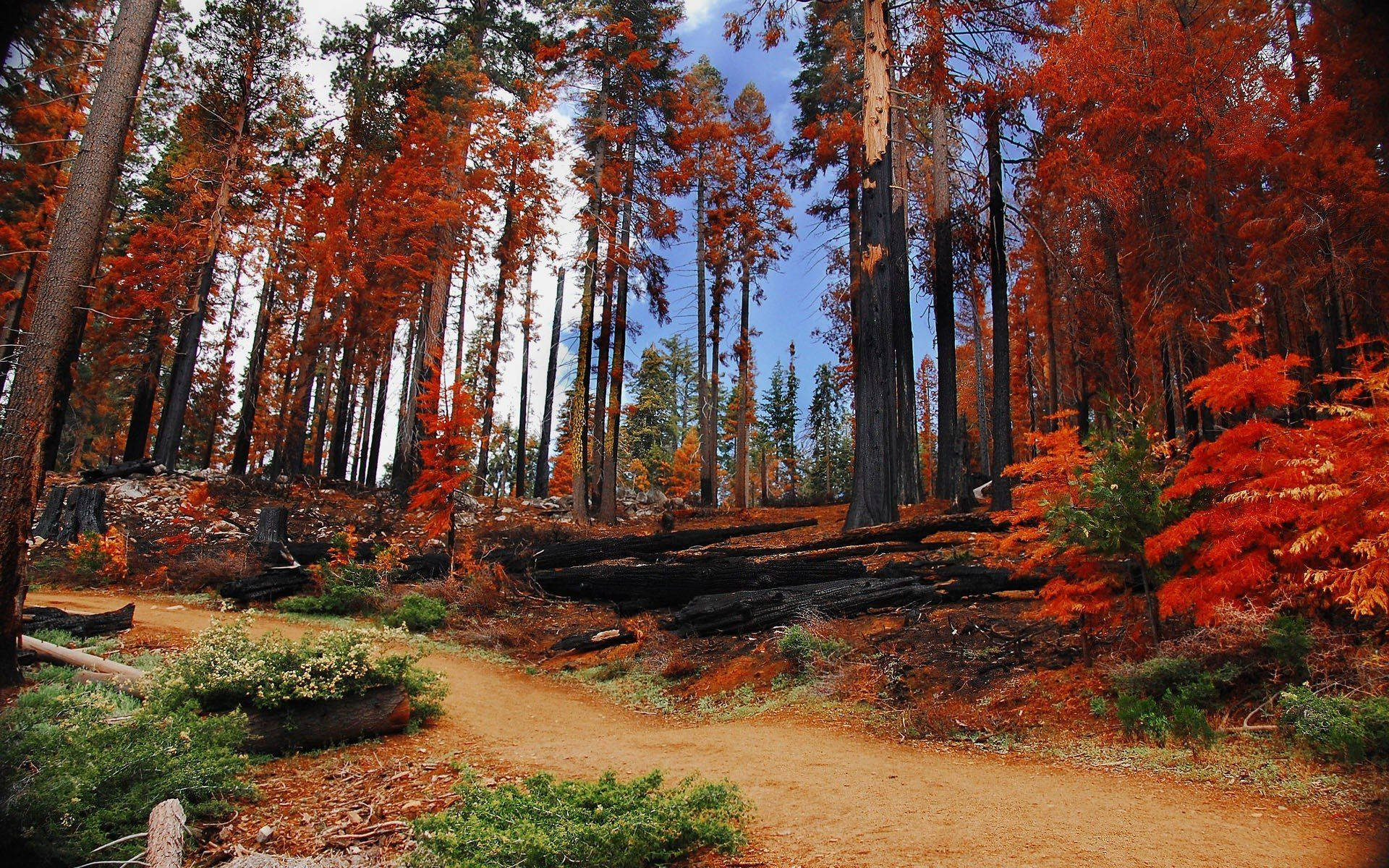 Yosemite National Park Autumn Trees Wallpaper